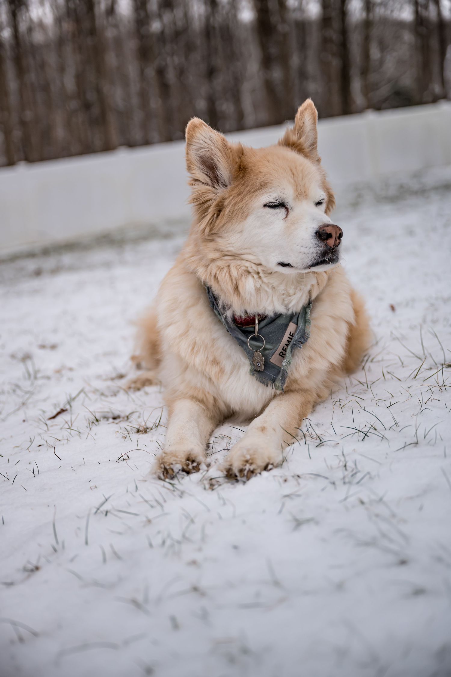 A fluffy golden Husky dog lying in snow wearing a harness in winter.