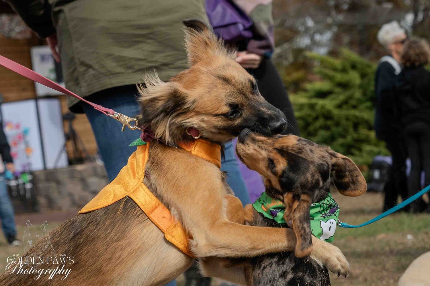 Two dogs playfully interact on leashes at an outdoor dog event, one wearing an orange harness and green bandana.