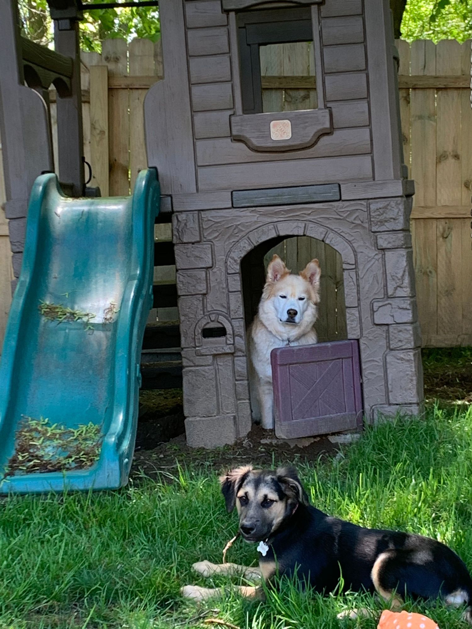 Golden Husky peeking from a plastic playhouse while a black puppy rests on the grass below.