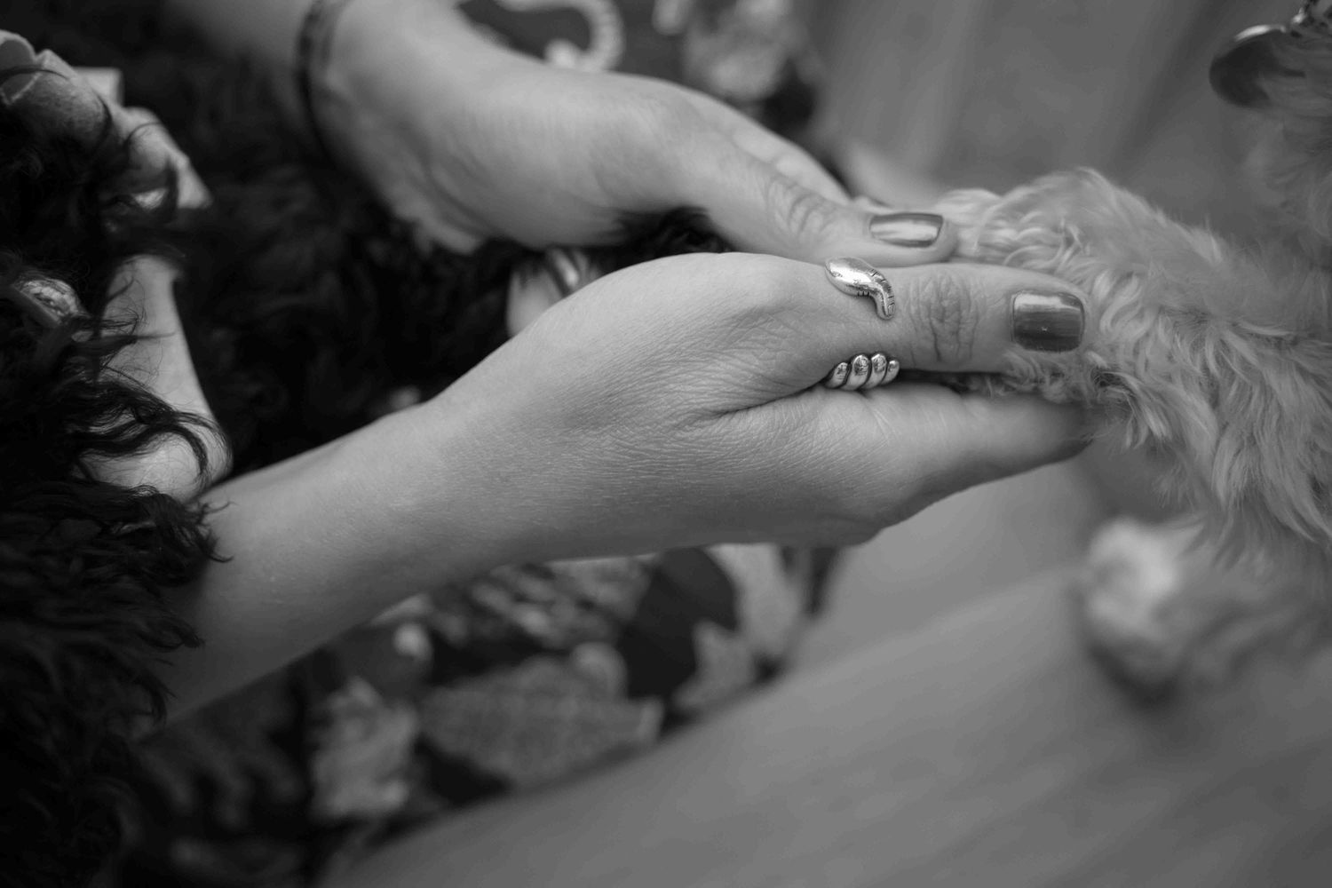 A close-up black and white image of hands gently holding a small dog's paw on a table.