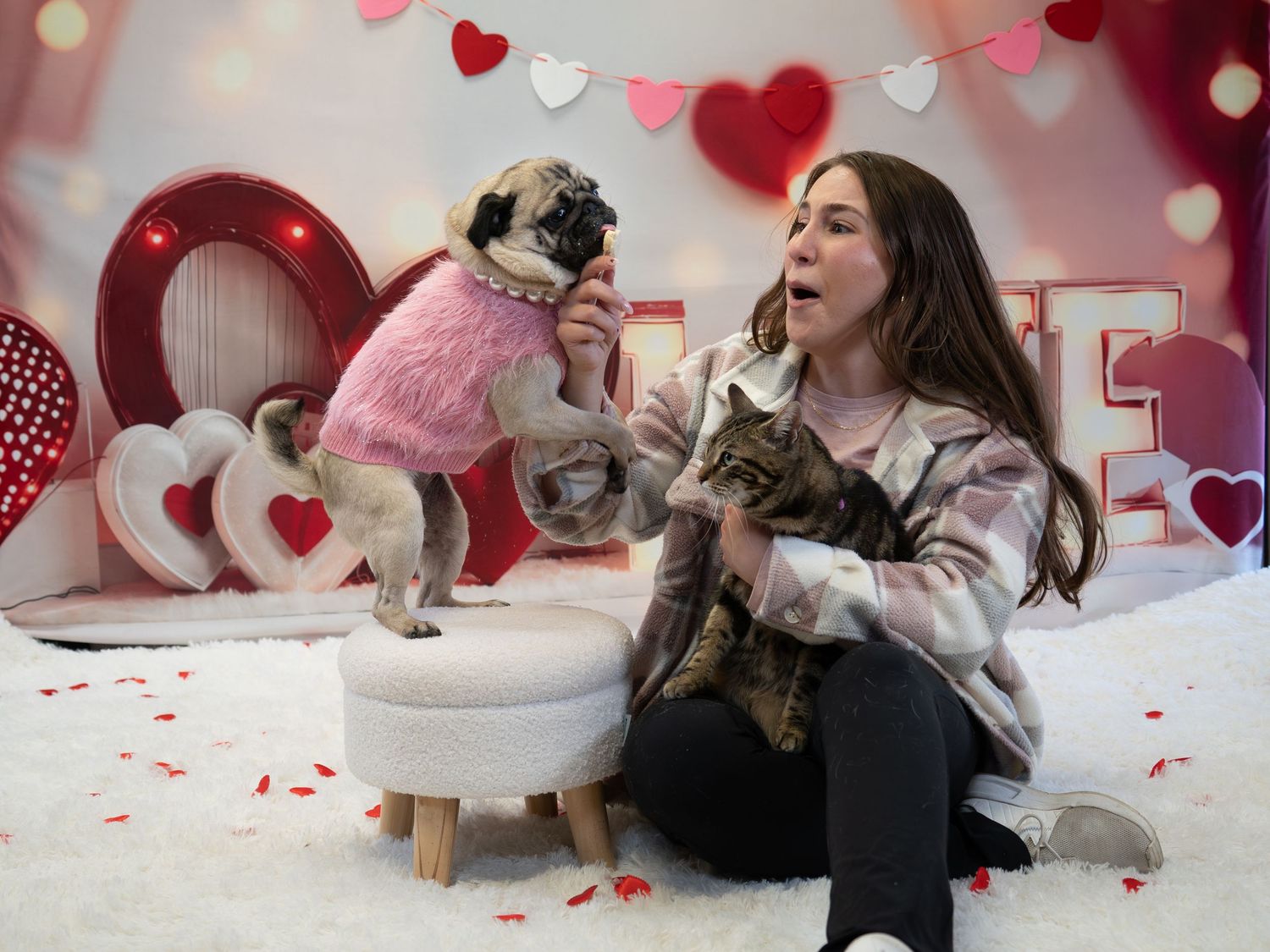 A young woman holds a cat while posing with a pug in a pink fur coat in a Valentine's Day themed studio.