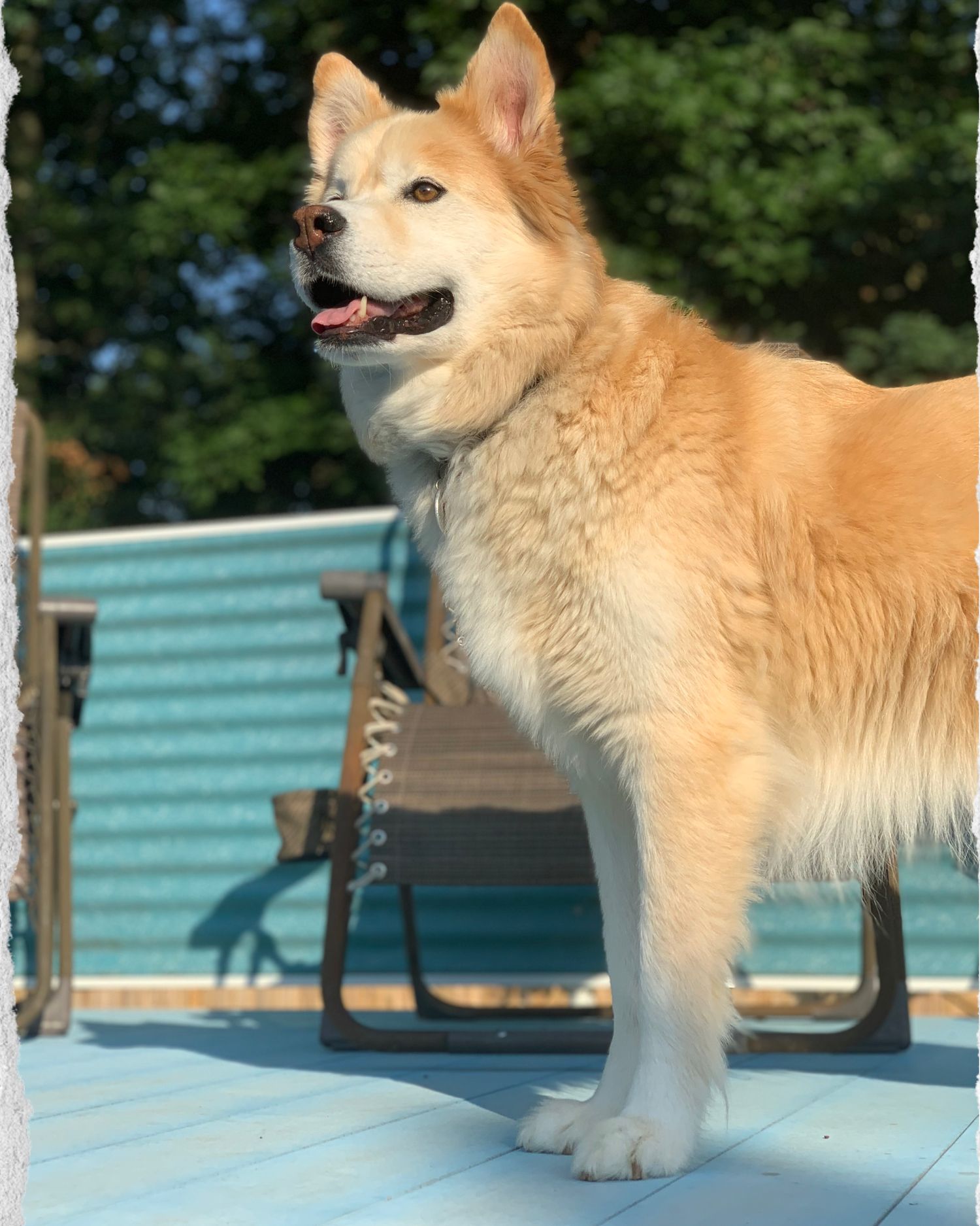 A fluffy golden Husky dog standing on a blue deck outdoors on a sunny day.