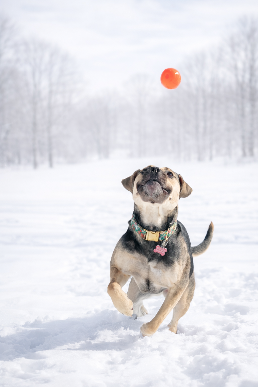 A tan and black mixed breed dog chases an orange ball through a snowy open field.