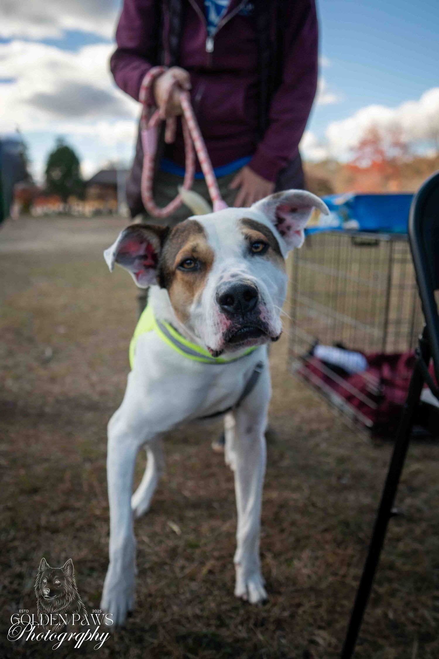 White and brown pit bull terrier wearing a yellow harness on a leash outdoors at a dog adoption event.