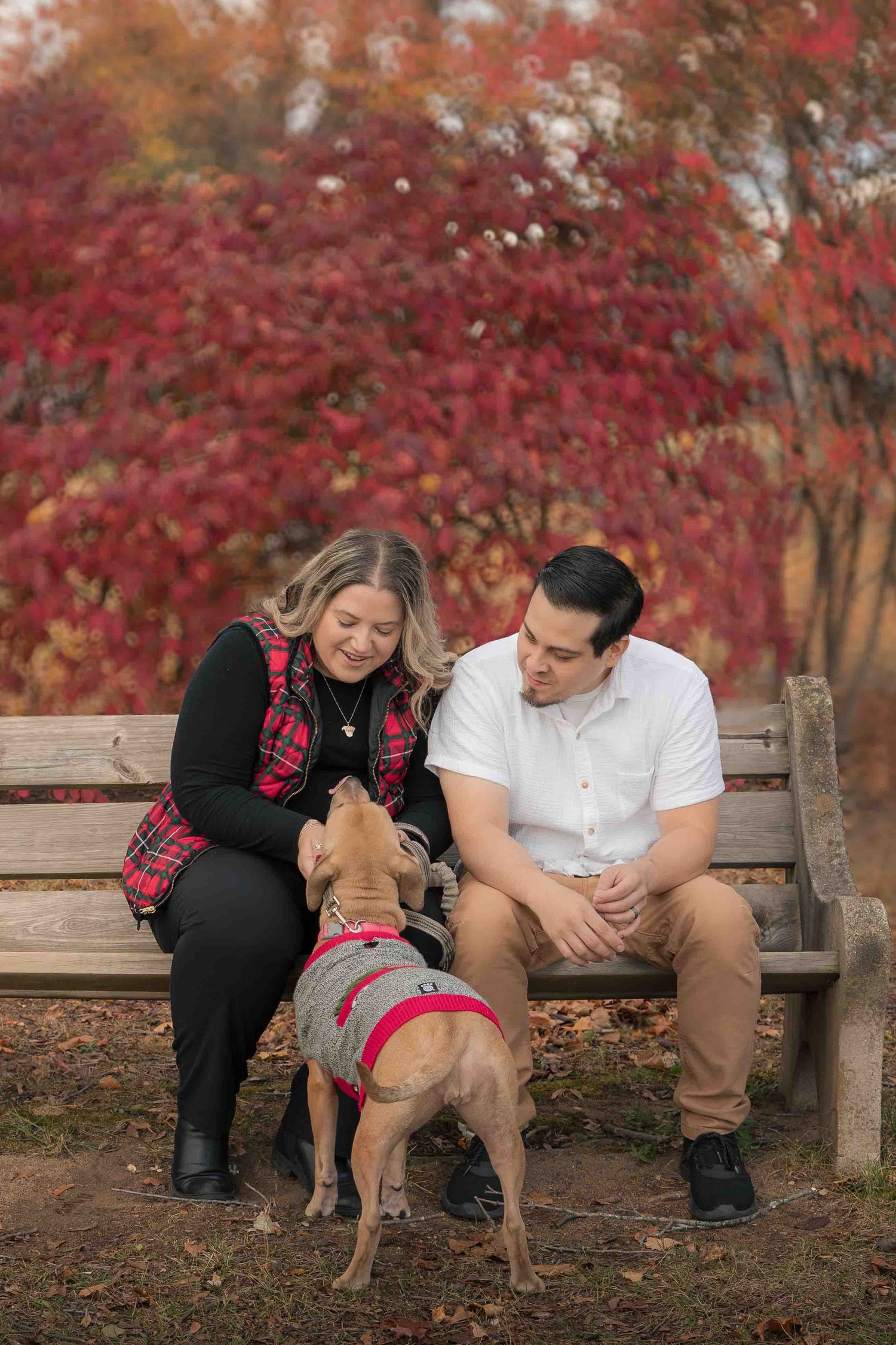 Couple sitting on a park bench with their dog wearing a sweater, surrounded by vibrant red autumn foliage.