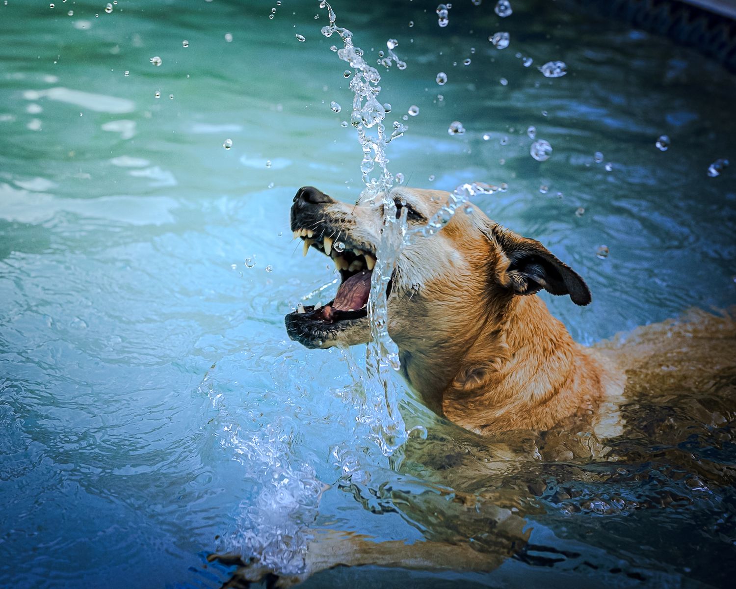 A golden dog splashes and plays in a pool with mouth open catching water droplets mid-action.