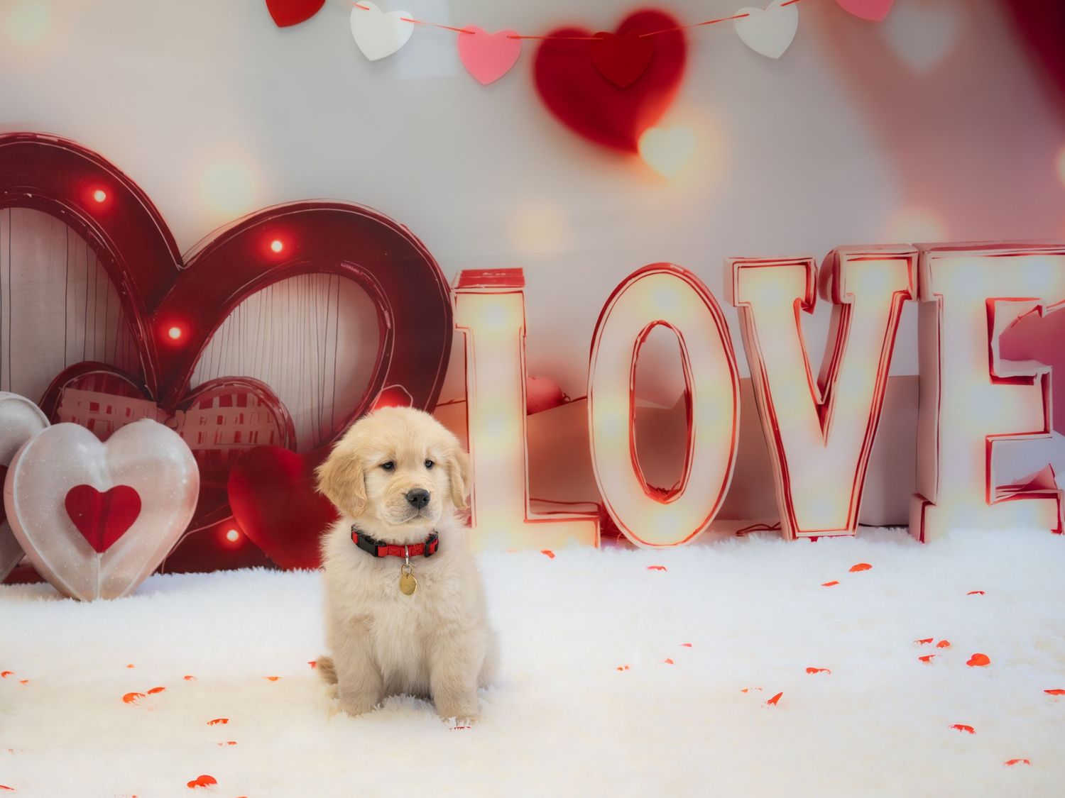 An adorable golden retriever puppy sits in front of a LOVE sign in a Valentine's Day themed photo setup.
