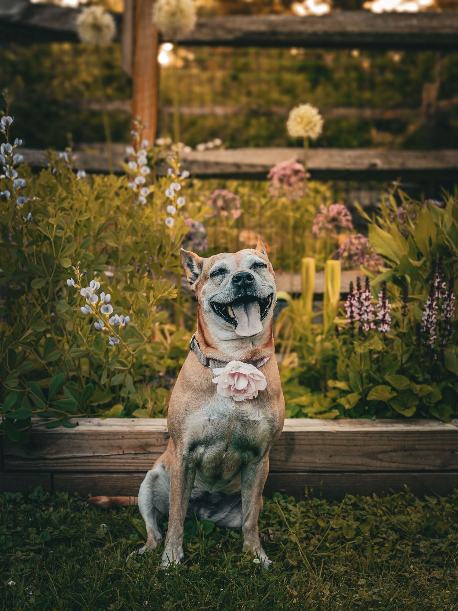 A happy tan dog wearing a floral collar sits in a lush garden with wildflowers and a rustic wooden fence.