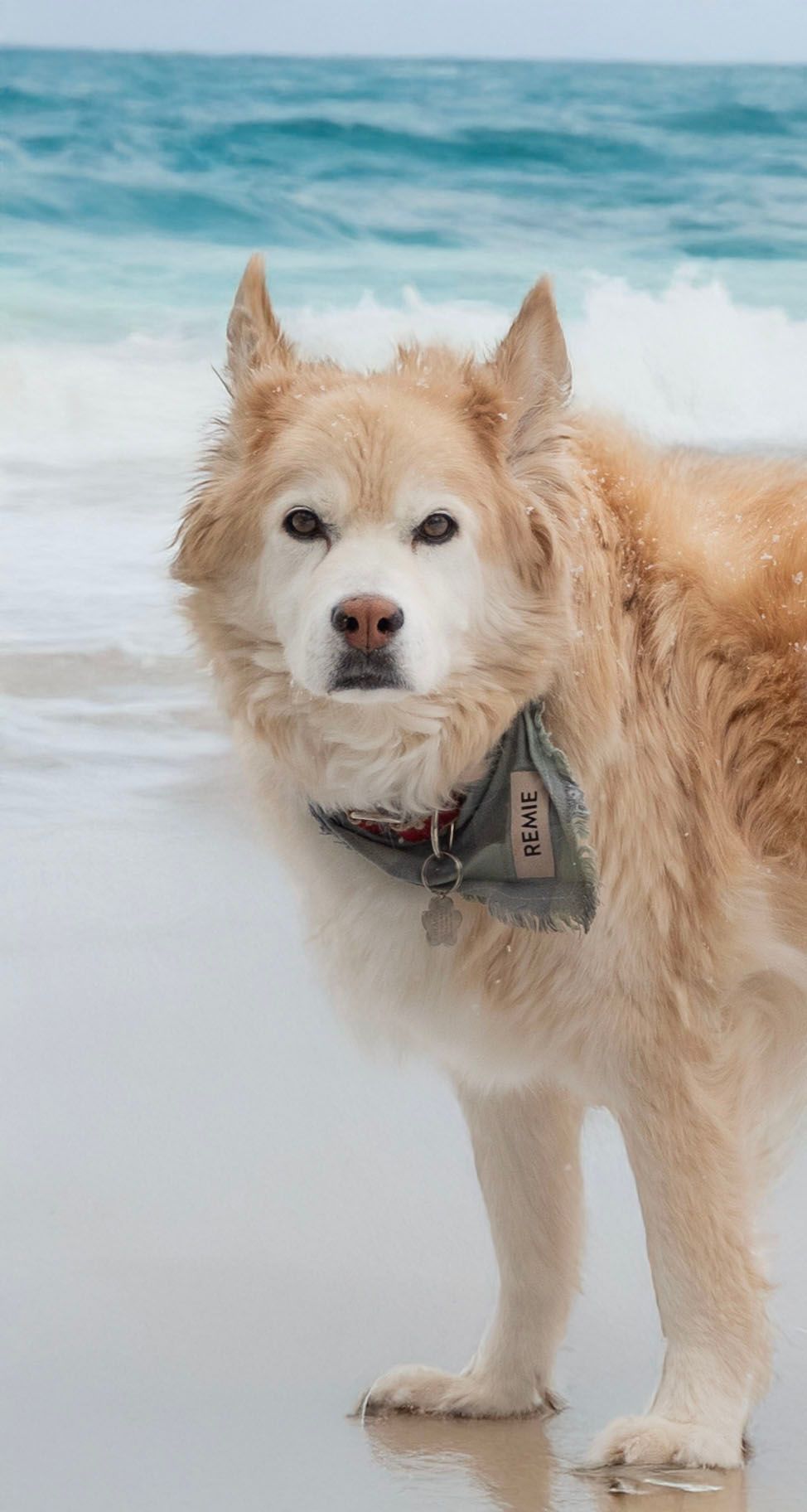 A fluffy golden dog wearing a harness stands on a sandy beach with ocean waves behind.