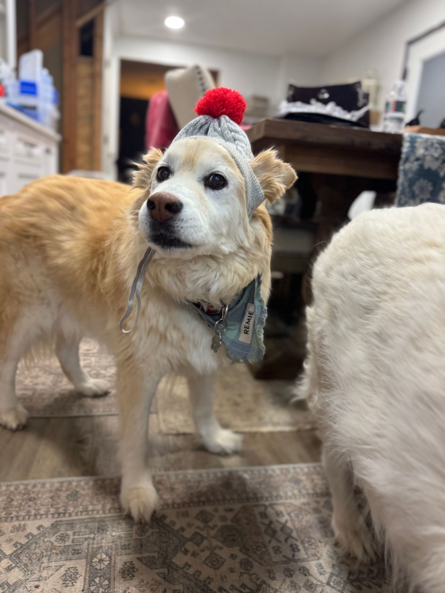 A small golden dog wearing a knit winter hat with a red pom-pom indoors.