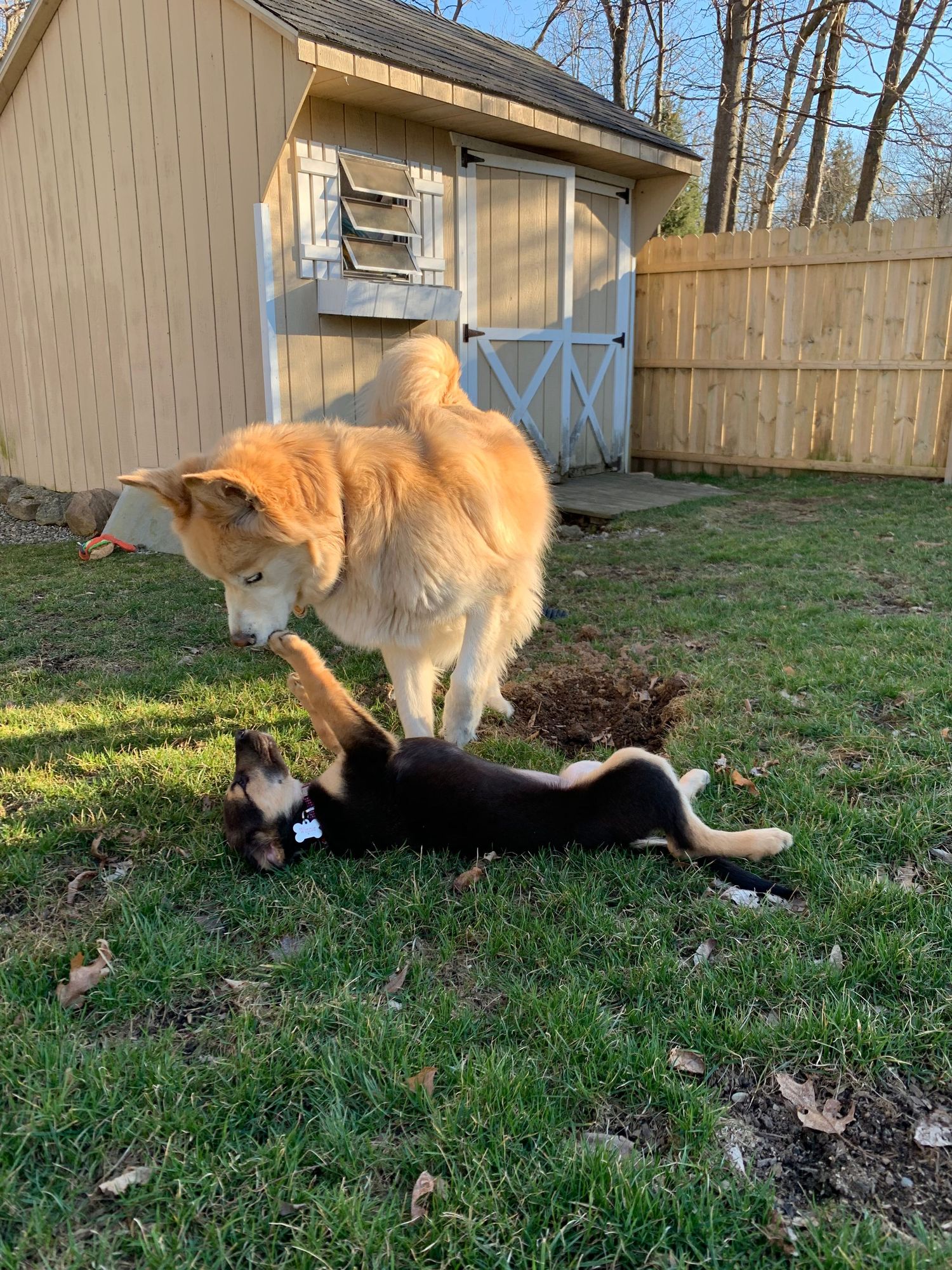 Large golden Husky playfully interacting with a small black puppy in a grassy backyard.