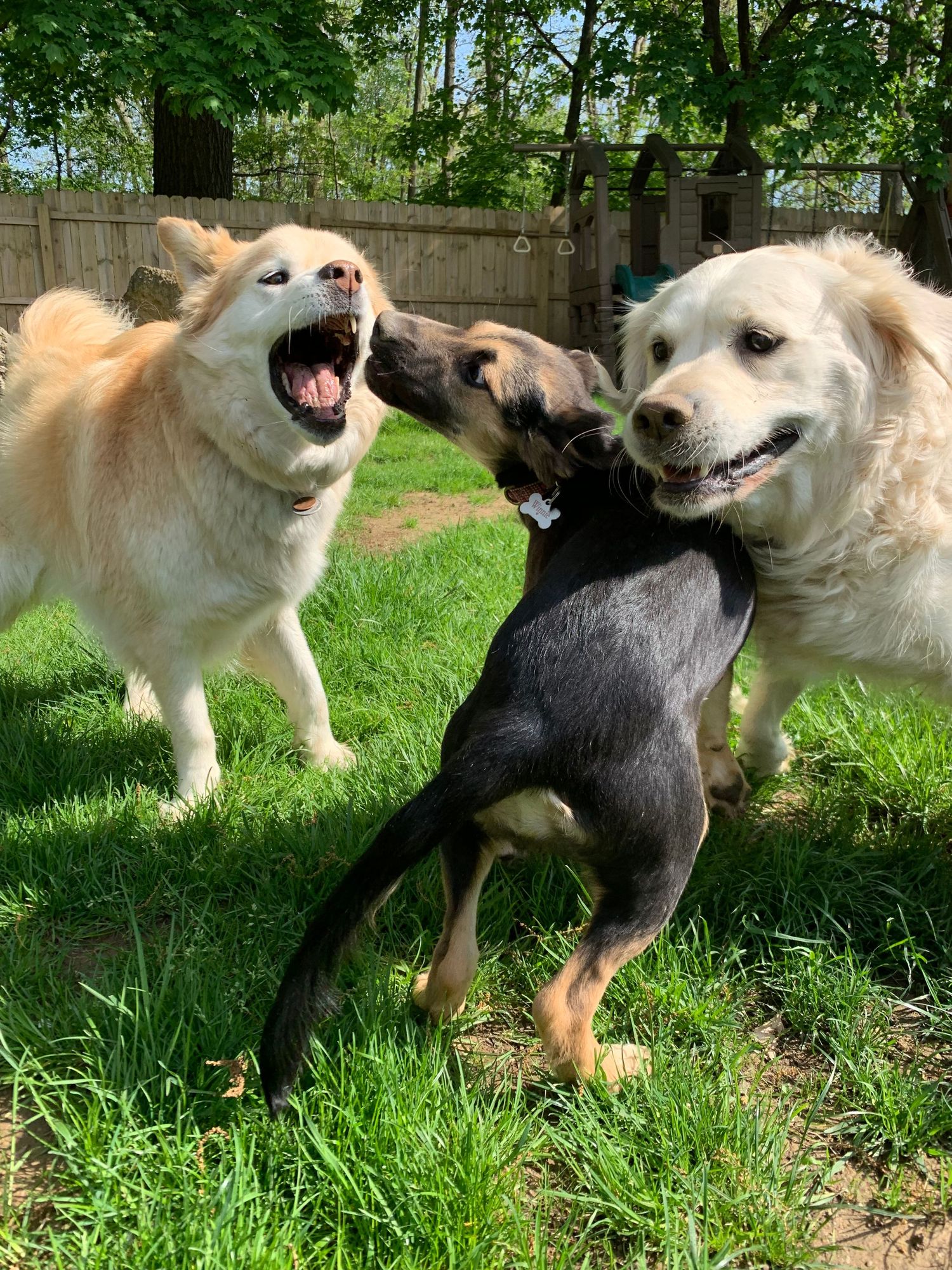 Three dogs playing energetically together on a sunny green lawn in a fenced yard.
