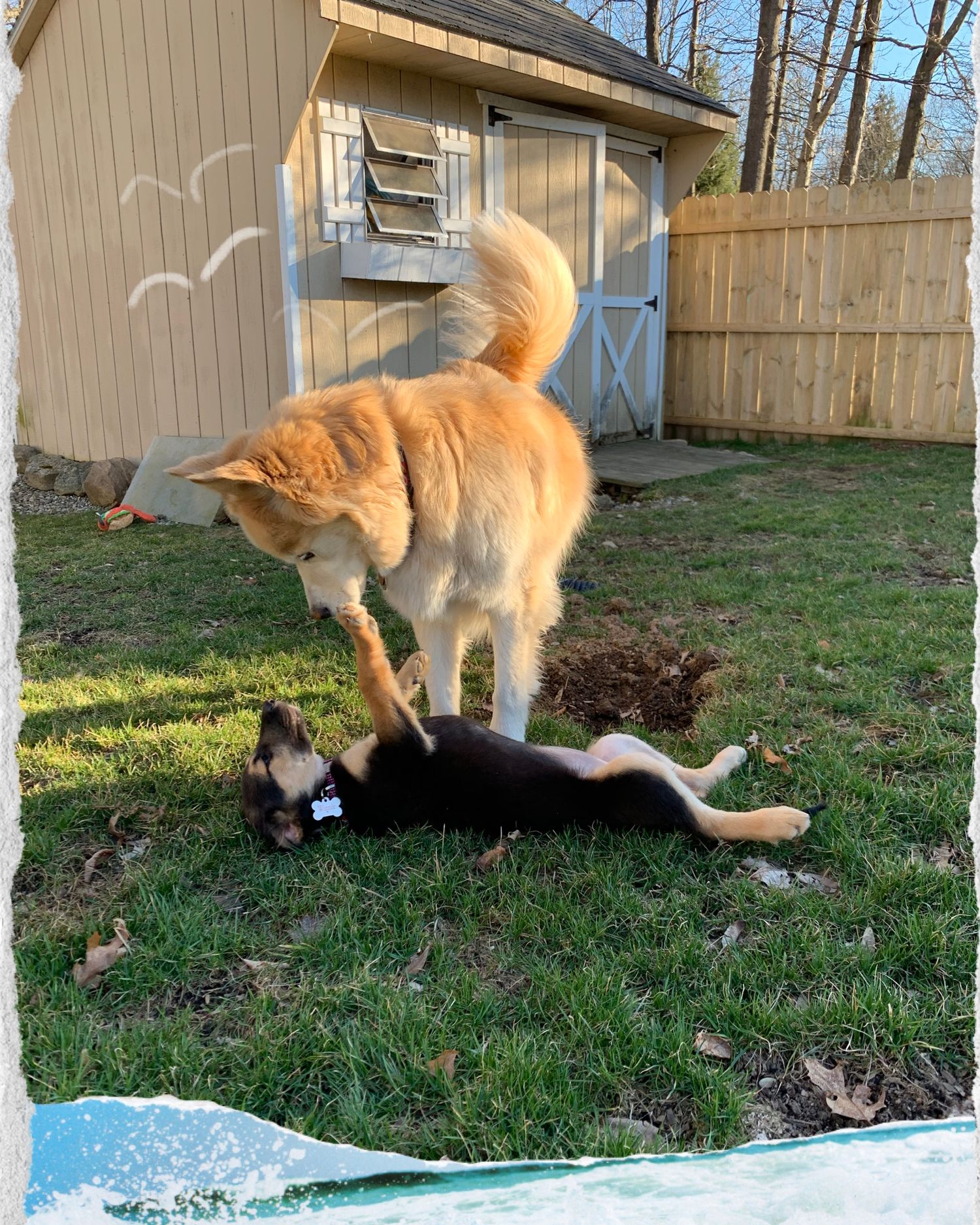A large orange fluffy dog playfully stands over a small black puppy rolling in a backyard.
