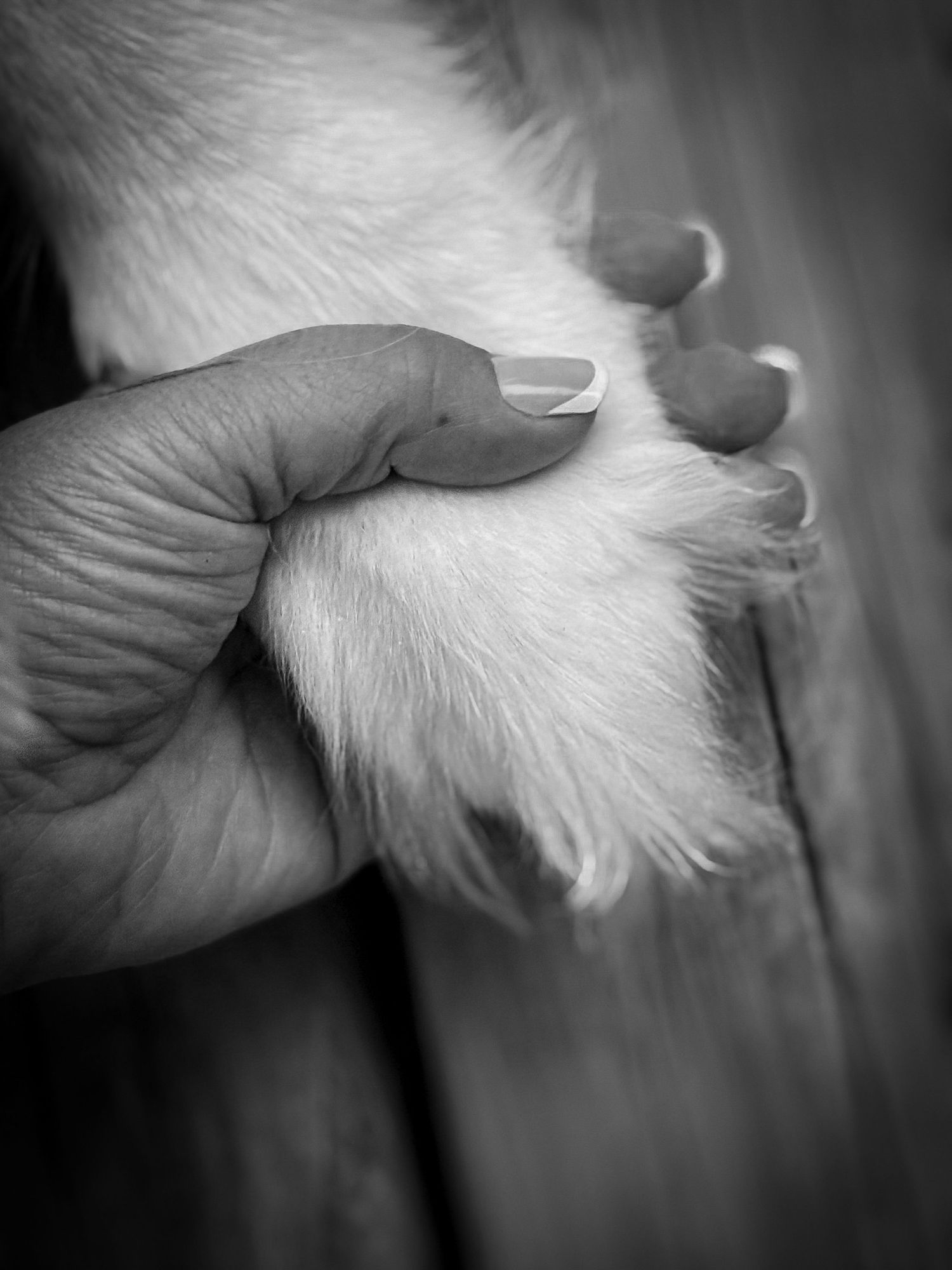 A black and white close-up of a human hand gently holding a fluffy white dog paw.