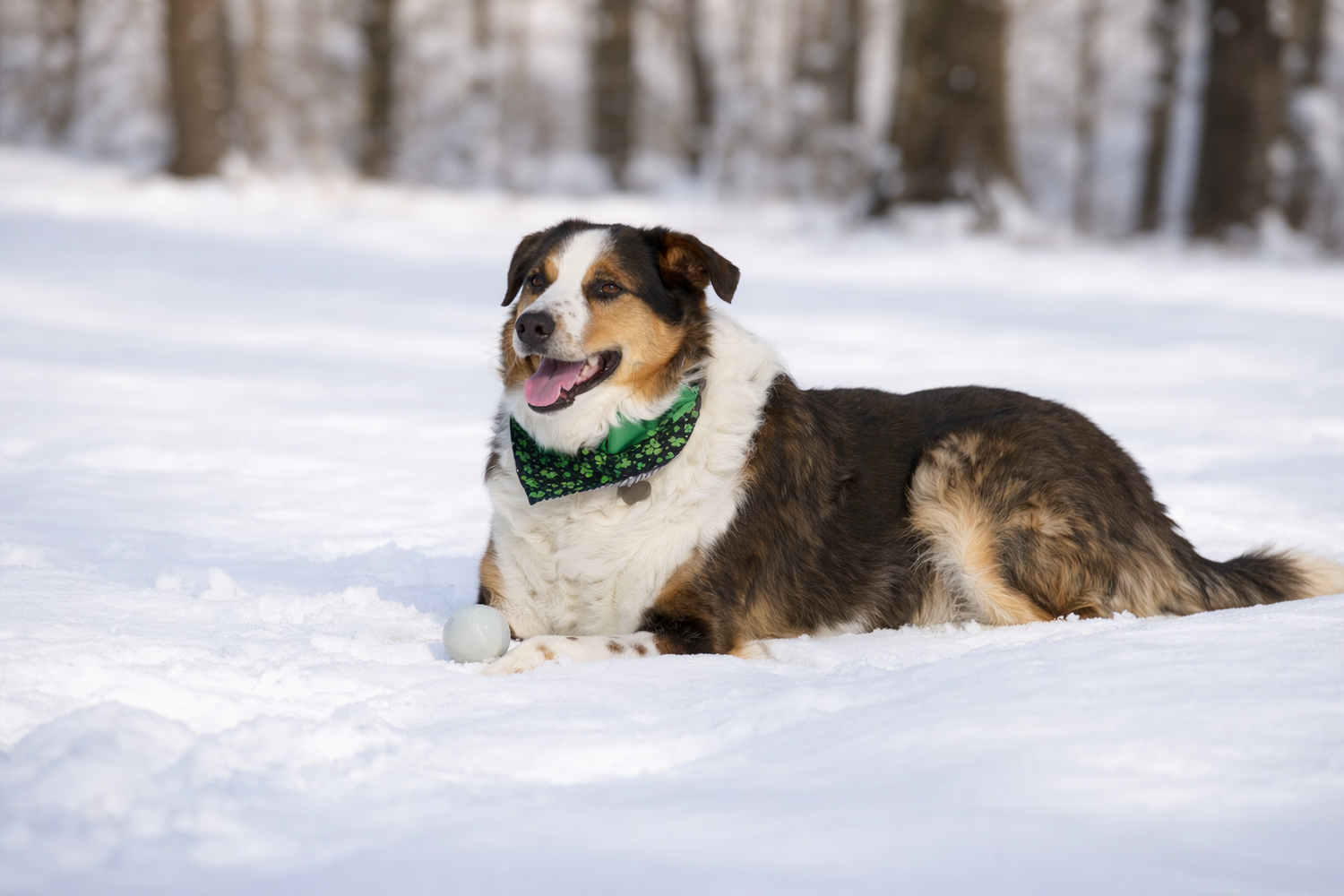 A tricolor Australian Shepherd dog rests in deep snow wearing a green plaid bandana.