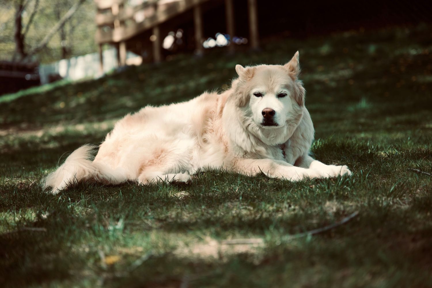 A fluffy cream and golden Husky dog resting on a green grass lawn outdoors.