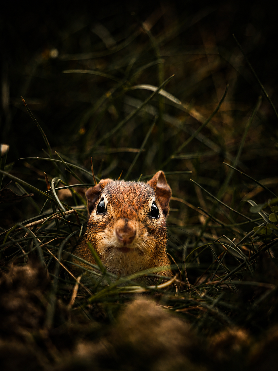 A curious chipmunk peers through dense green grass and pine cones in a dark forest setting.