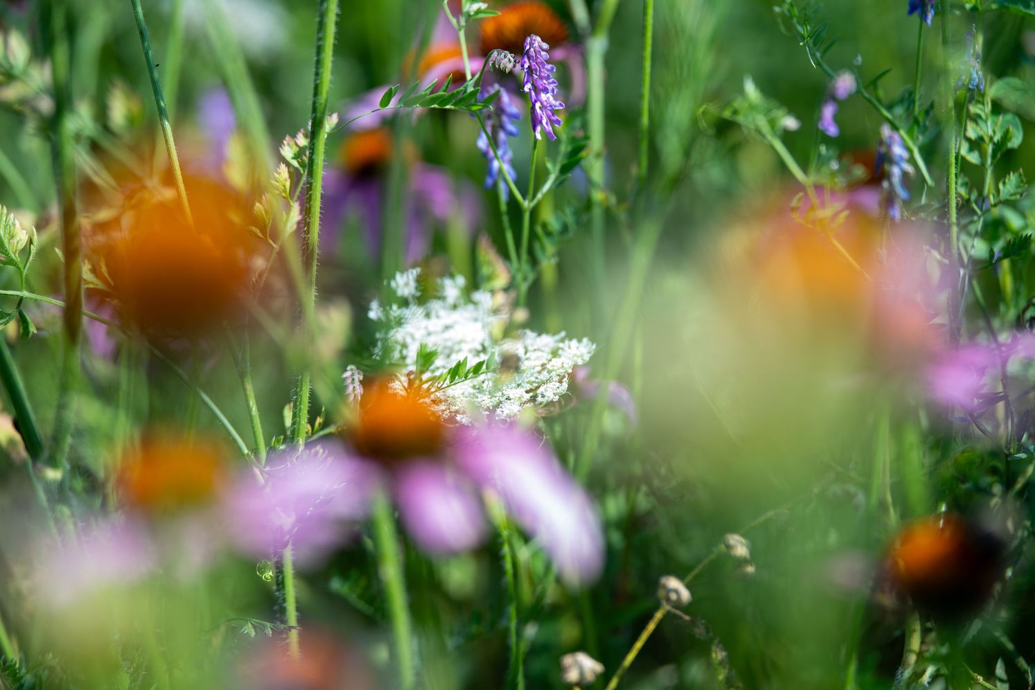 A vibrant wildflower meadow with orange coneflowers, white blooms, and purple flowers amid lush green grass.