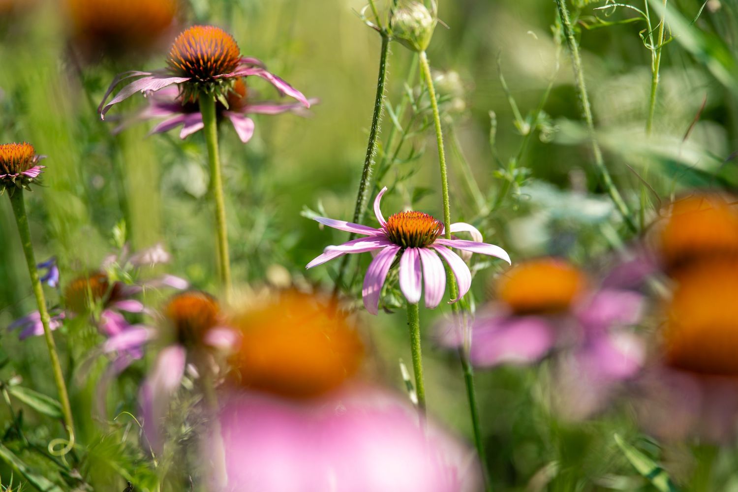 Pink echinacea coneflowers blooming in a lush green garden with soft bokeh background.