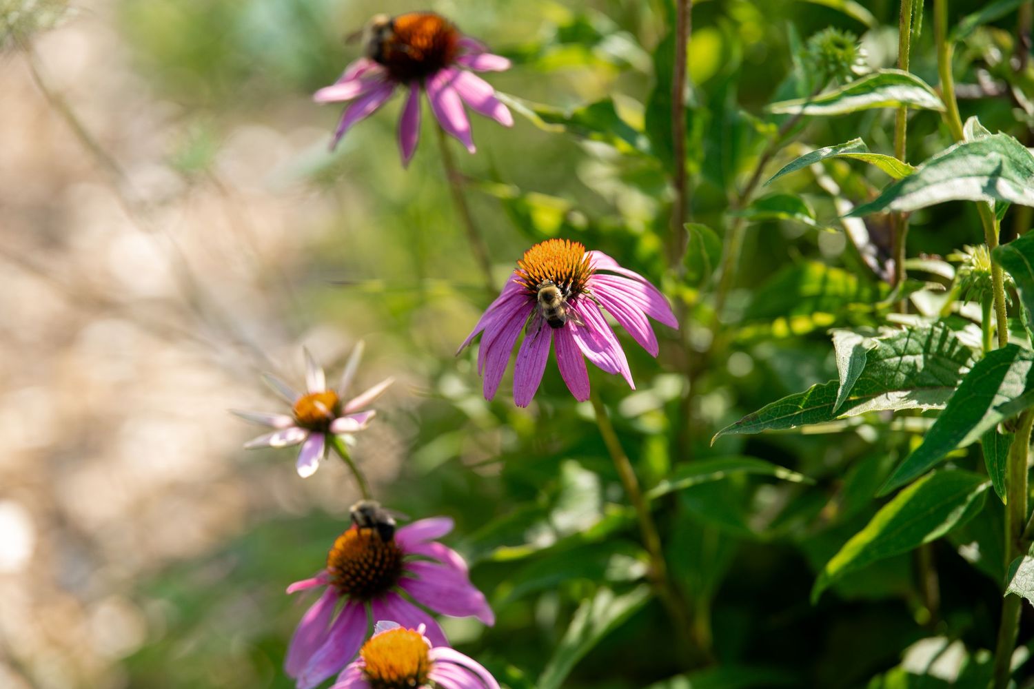 A bumblebee pollinates vibrant purple coneflowers (Echinacea) surrounded by lush green foliage in a sunny garden.