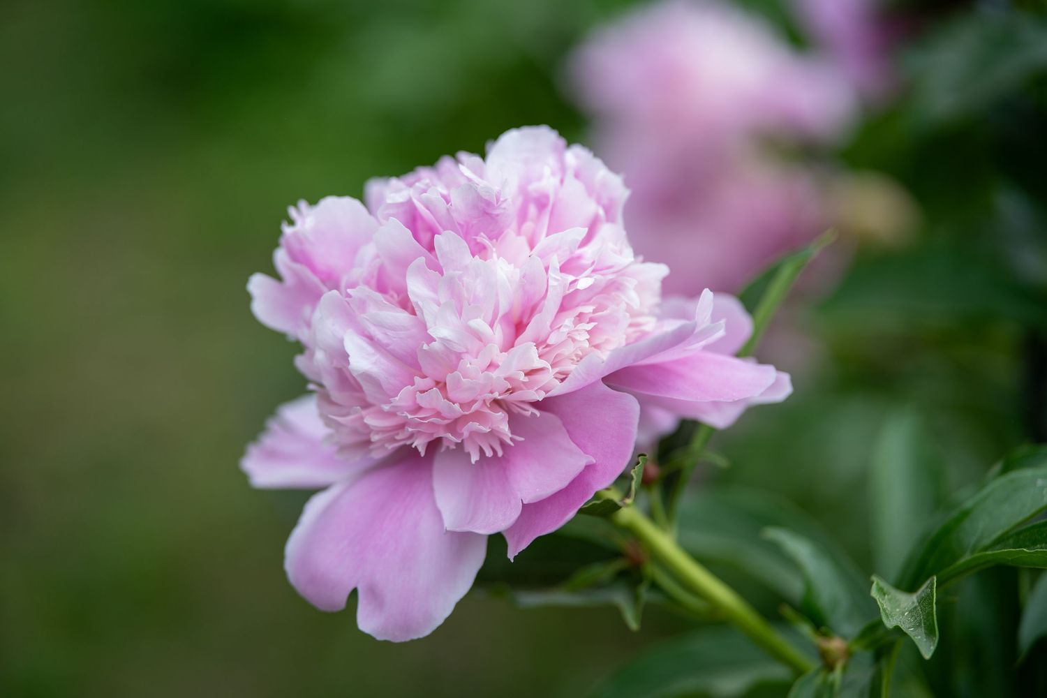 peony flower macro photography. Nicewicz Farm Bolton MA