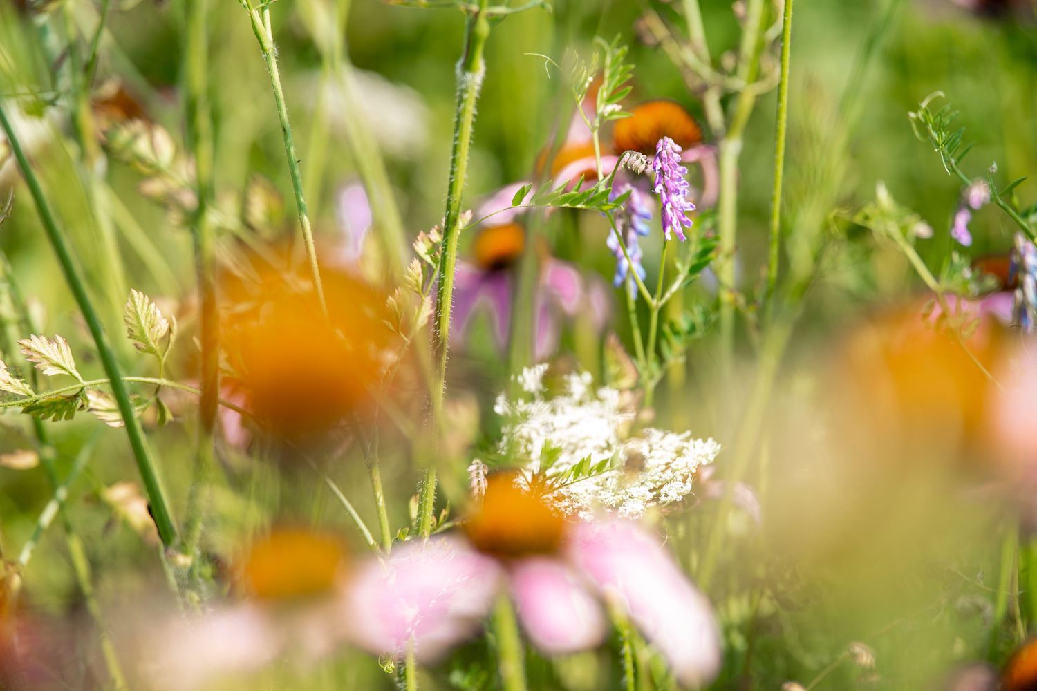 Colorful wildflower meadow with orange coneflowers, white blooms, and purple flowers among lush green stems in soft sunlight.