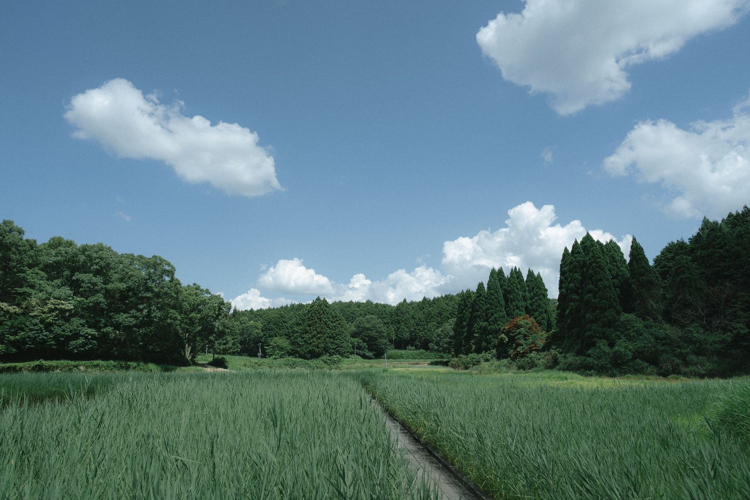 青空の下に広がる緑豊かな風景写真