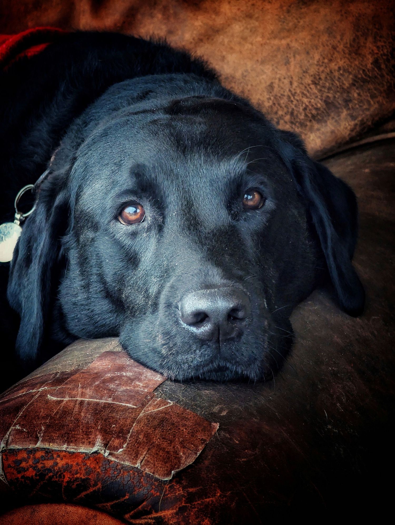 Colour portrait photograph of a calm Black Labrador photographed by a professional dog photographer in Yorkshire