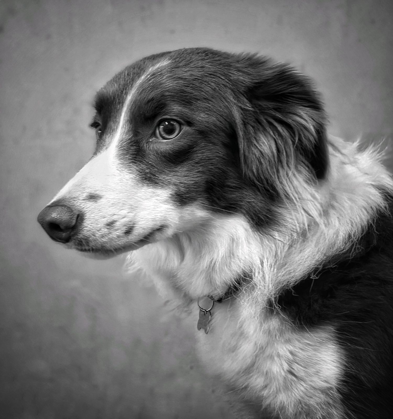 Black and white portrait photograph of a calm border collie in side profile, softly lit, showing fine fur texture