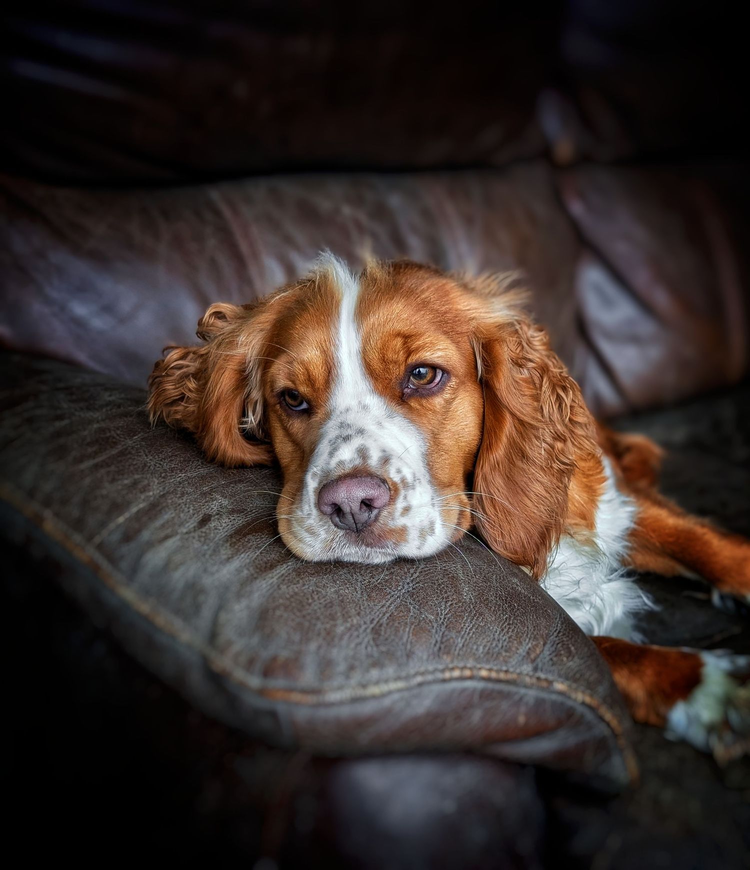 Colour portrait photograph of a calm Clumber Spaniel photographed by a professional dog photographer in Yorkshire