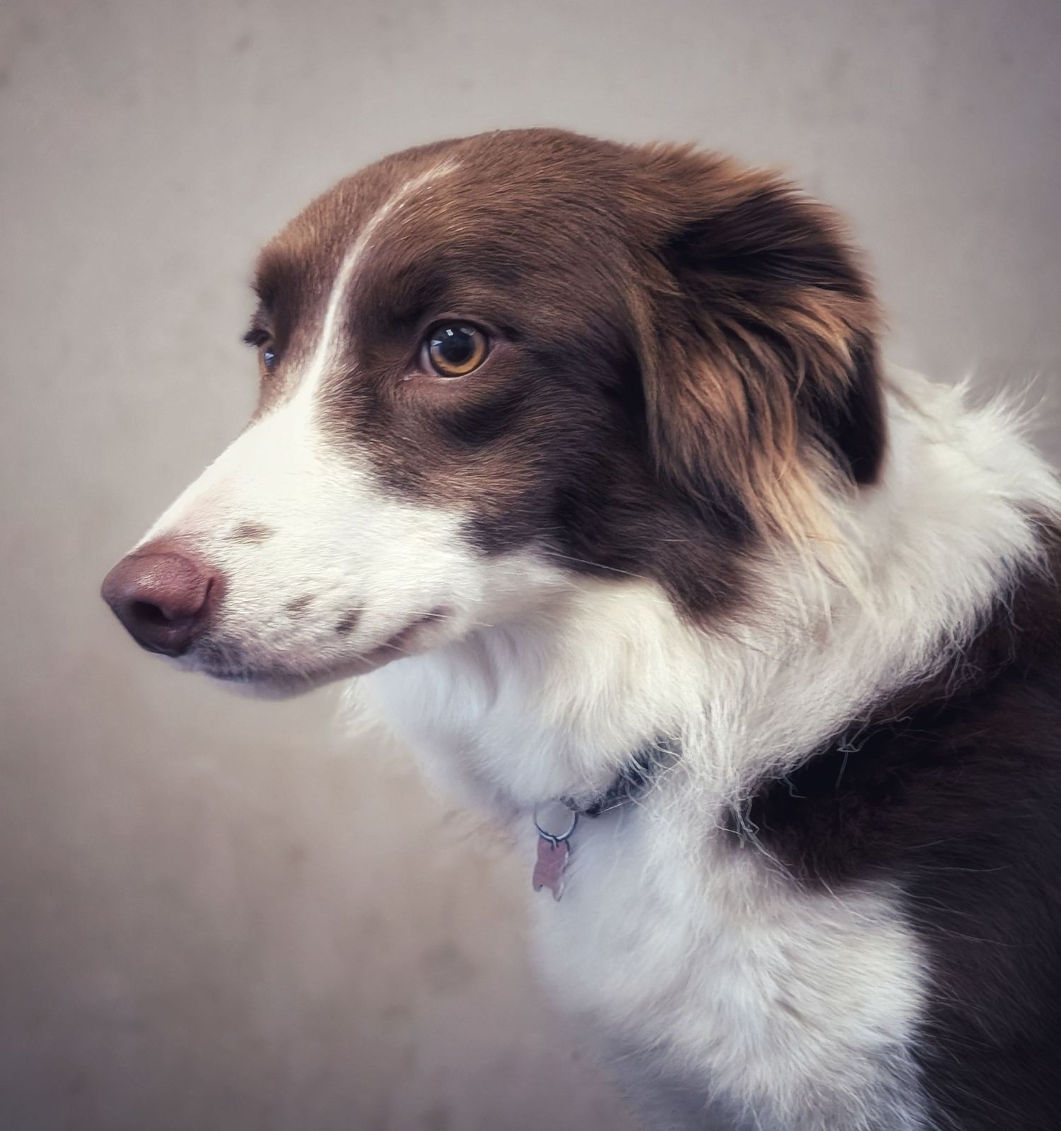 Colour portrait photograph of a calm border collie in side profile, softly lit, showing fine fur texture and focused