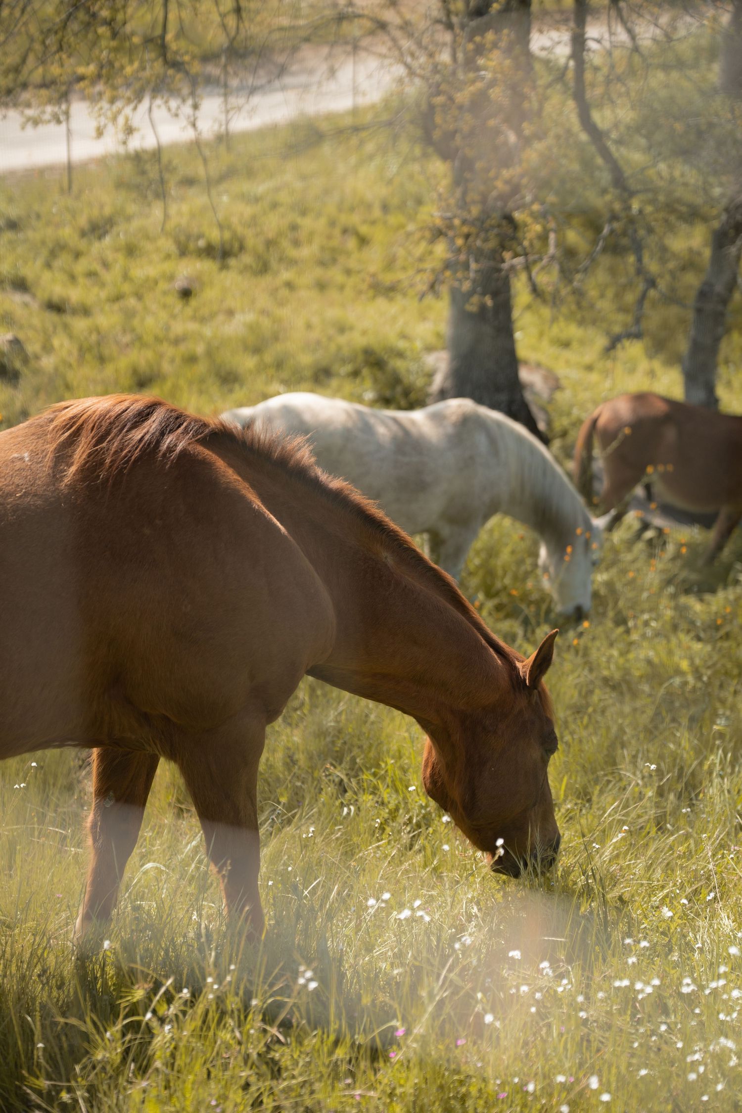 california farmhouse maternity photography natural light portraits