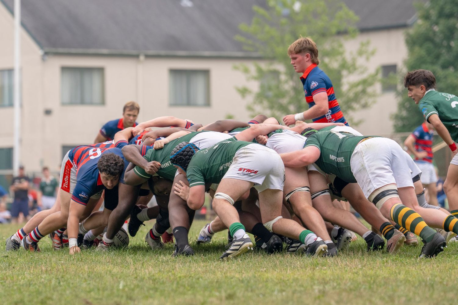 Rugby players engage in an intense scrum during a competitive match on a green field.