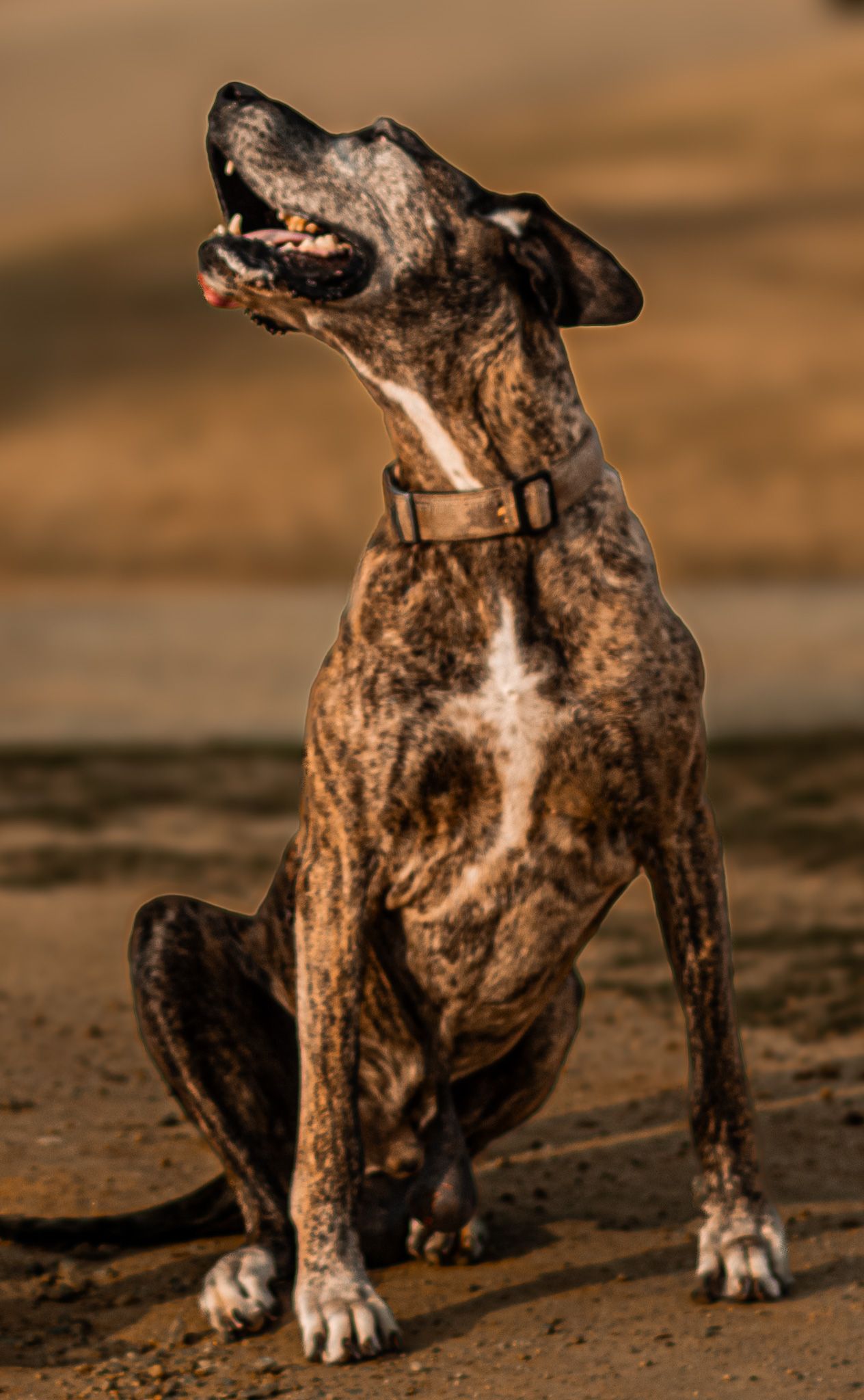 mini session, family session, EOL Pet session