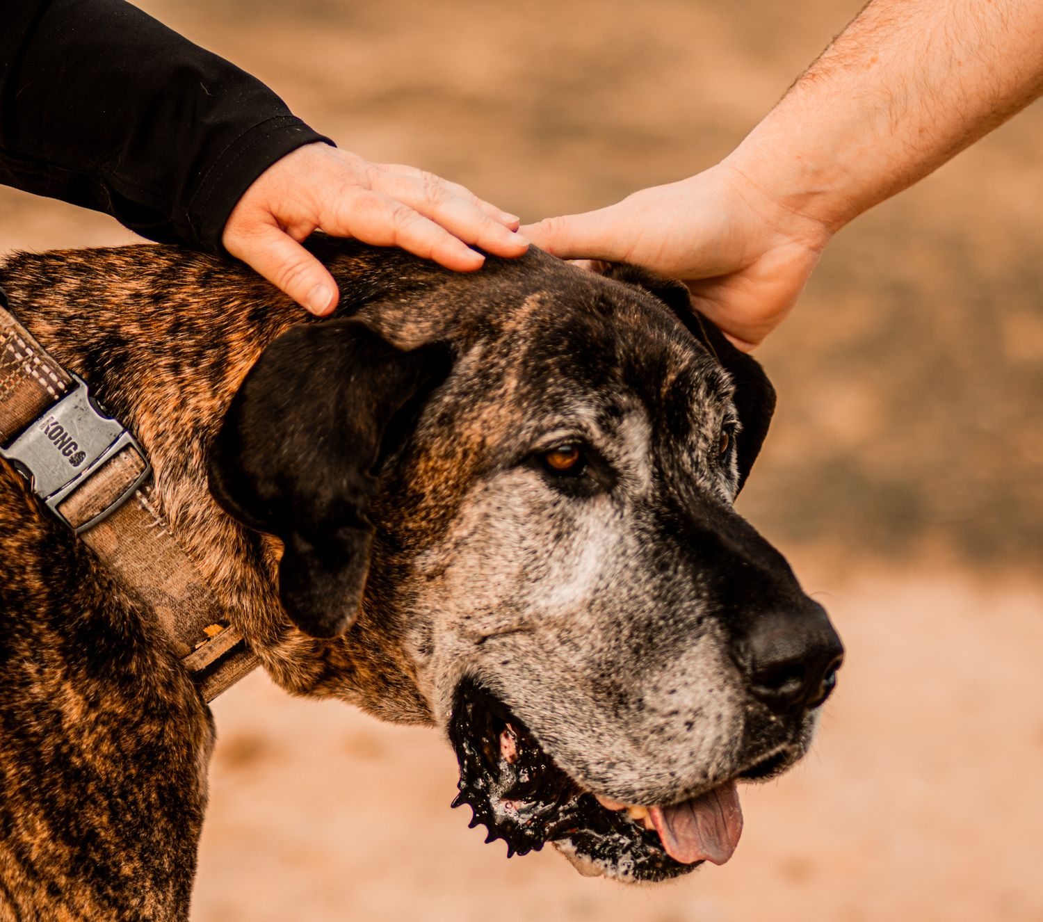 mini session, family session, EOL Pet session