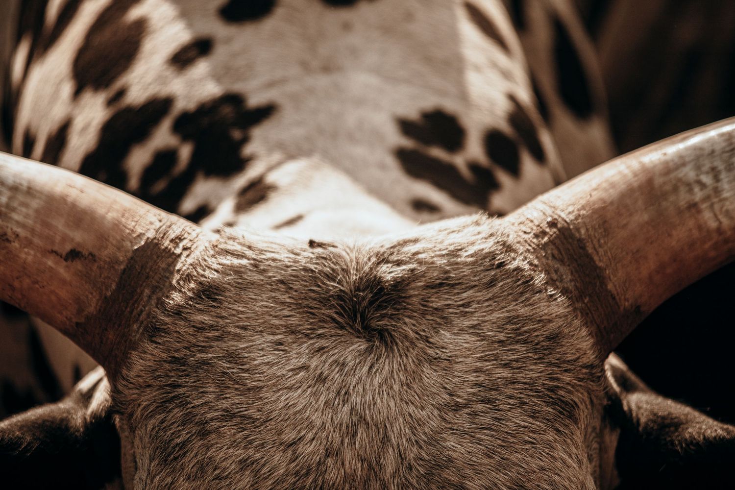 Close-up view of a longhorn bull's head showing large curved horns and spotted brown and white coat.