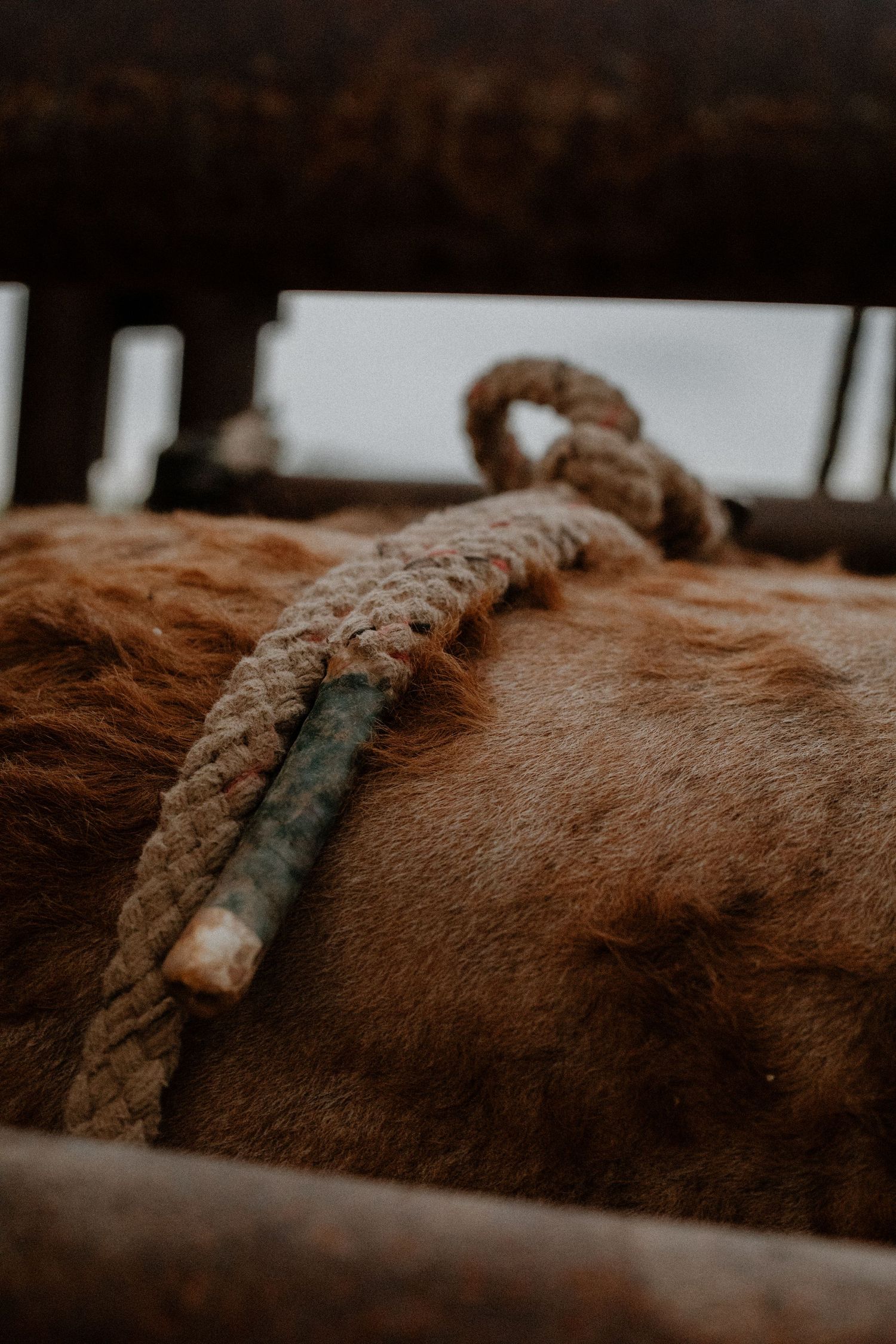 Close-up of a braided rope on the back of a brown bull in a rodeo chute.
