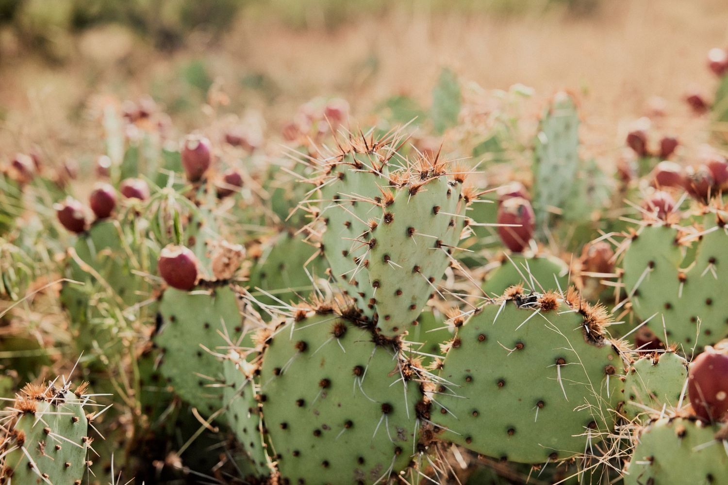 Close-up of vibrant green prickly pear cactus pads with red fruit growing in a natural desert landscape.