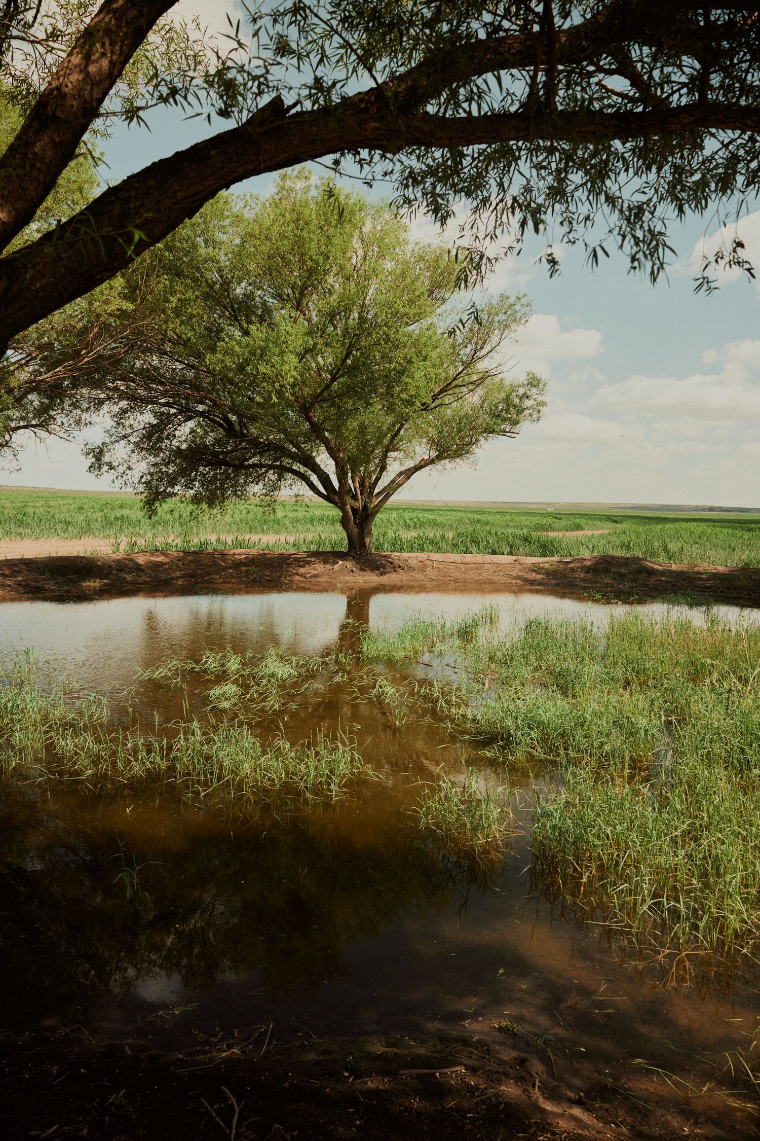 A lone tree reflects in a calm pond surrounded by lush green grass under a bright blue sky.
