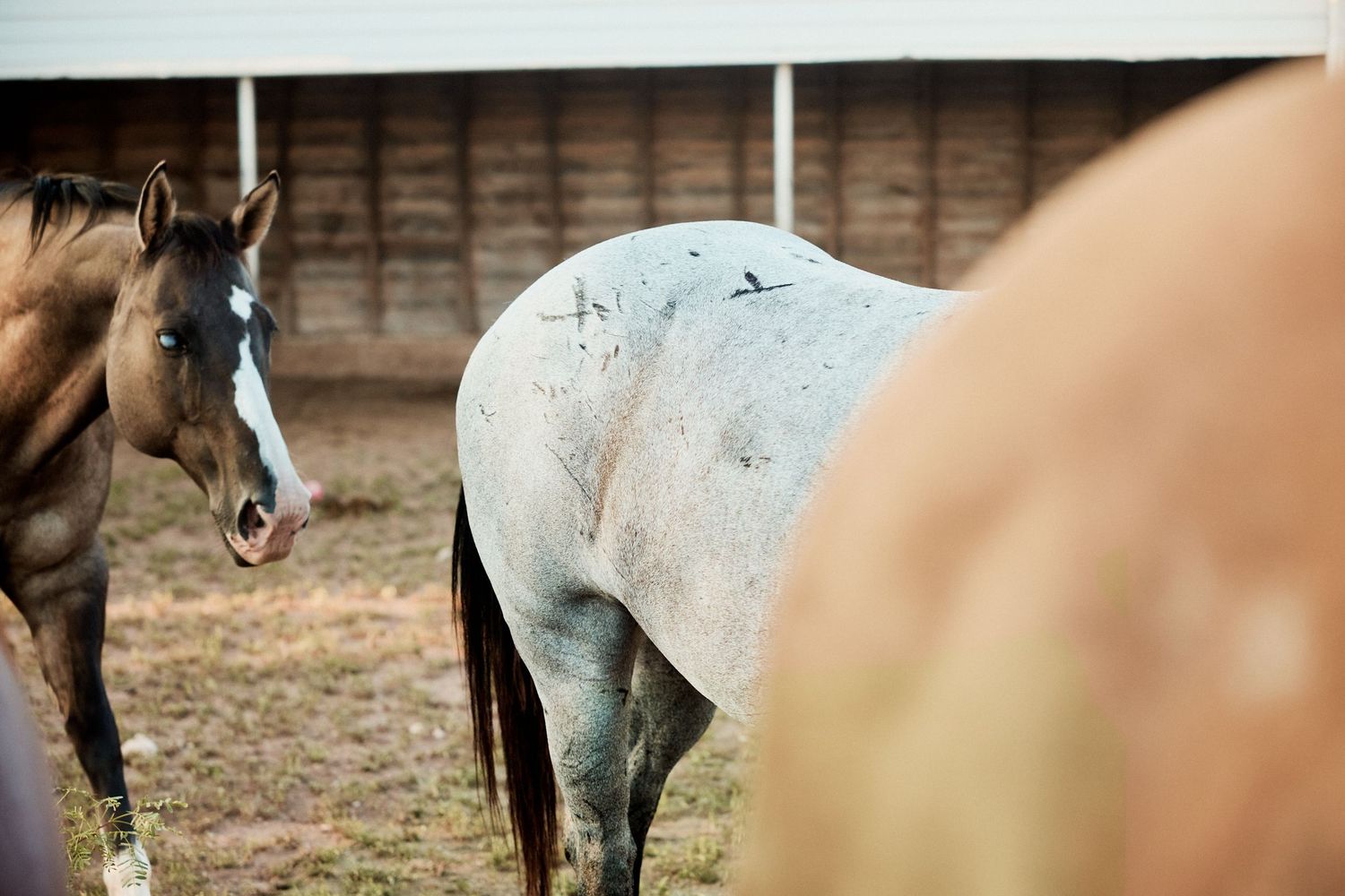 A gray dappled horse stands in a rustic ranch corral beside a dark brown horse near a wooden barn.