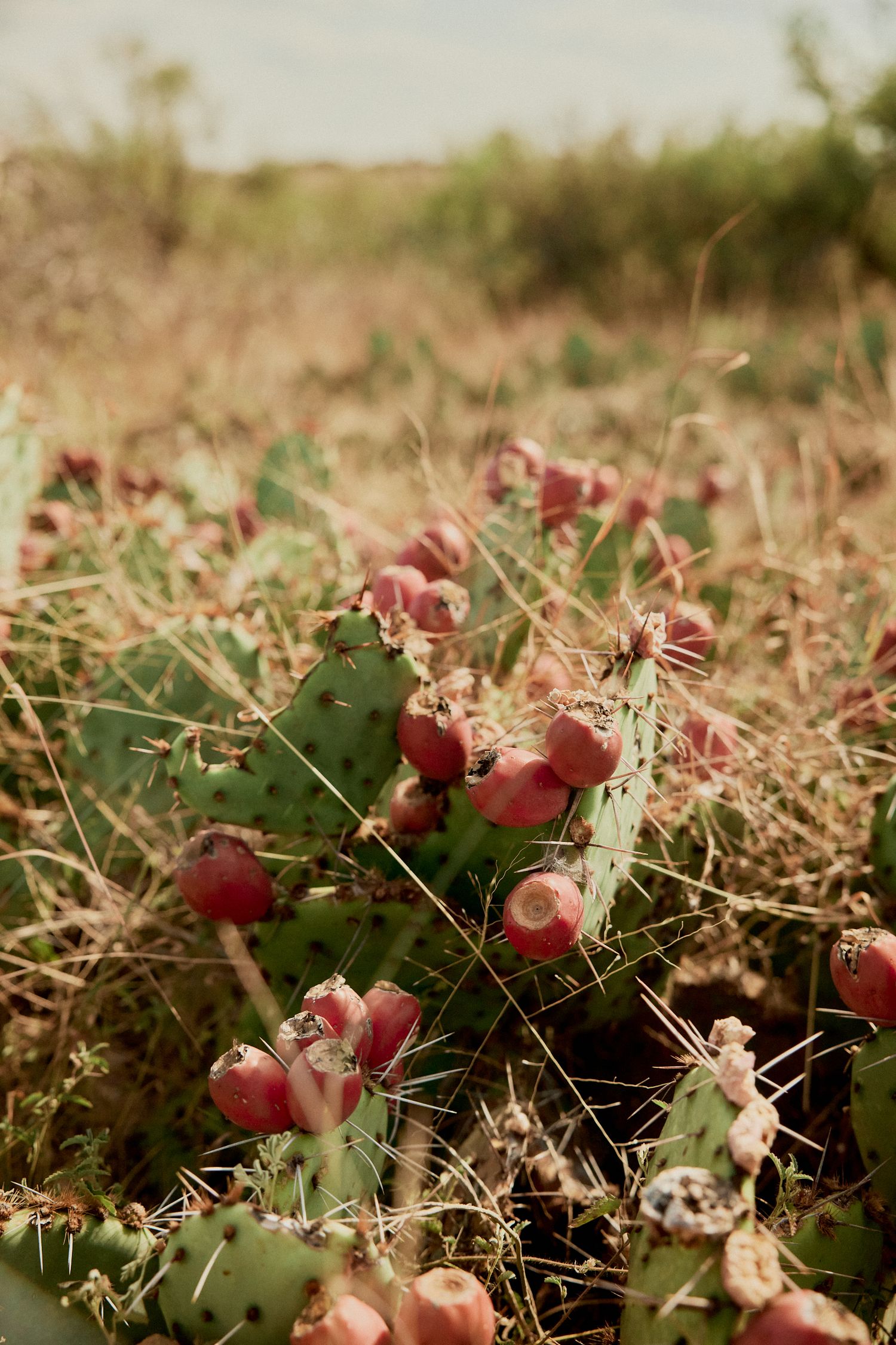 Close-up of a prickly pear cactus with red fruits growing in a dry, arid field landscape.