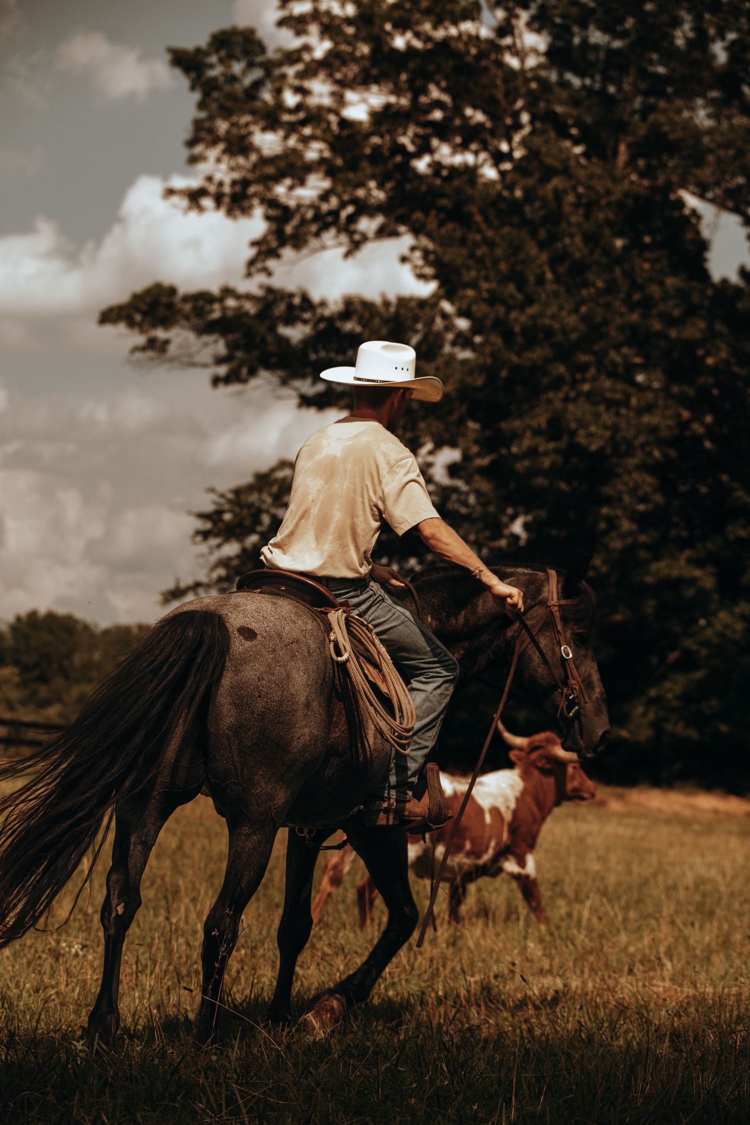 Cowboy in white hat riding dark horse toward trees with a spotted cow visible in background.