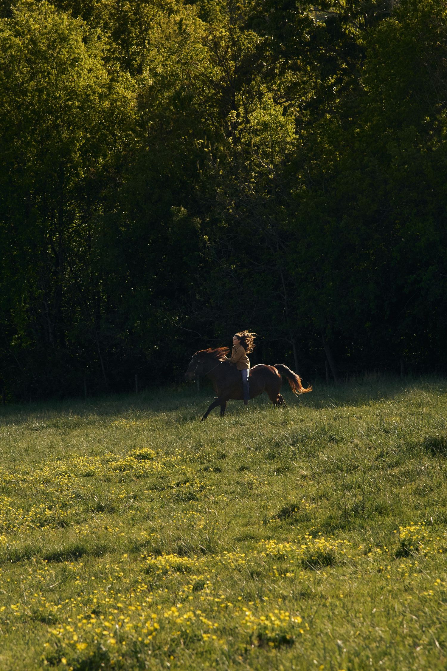 Person riding a brown horse across a sunlit green meadow with yellow wildflowers, backed by a lush dark forest.