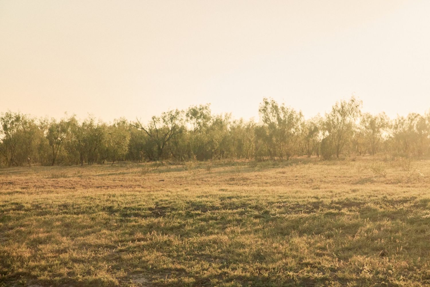 Golden-hour light bathes a wide open meadow with sparse trees along the horizon in warm amber tones.