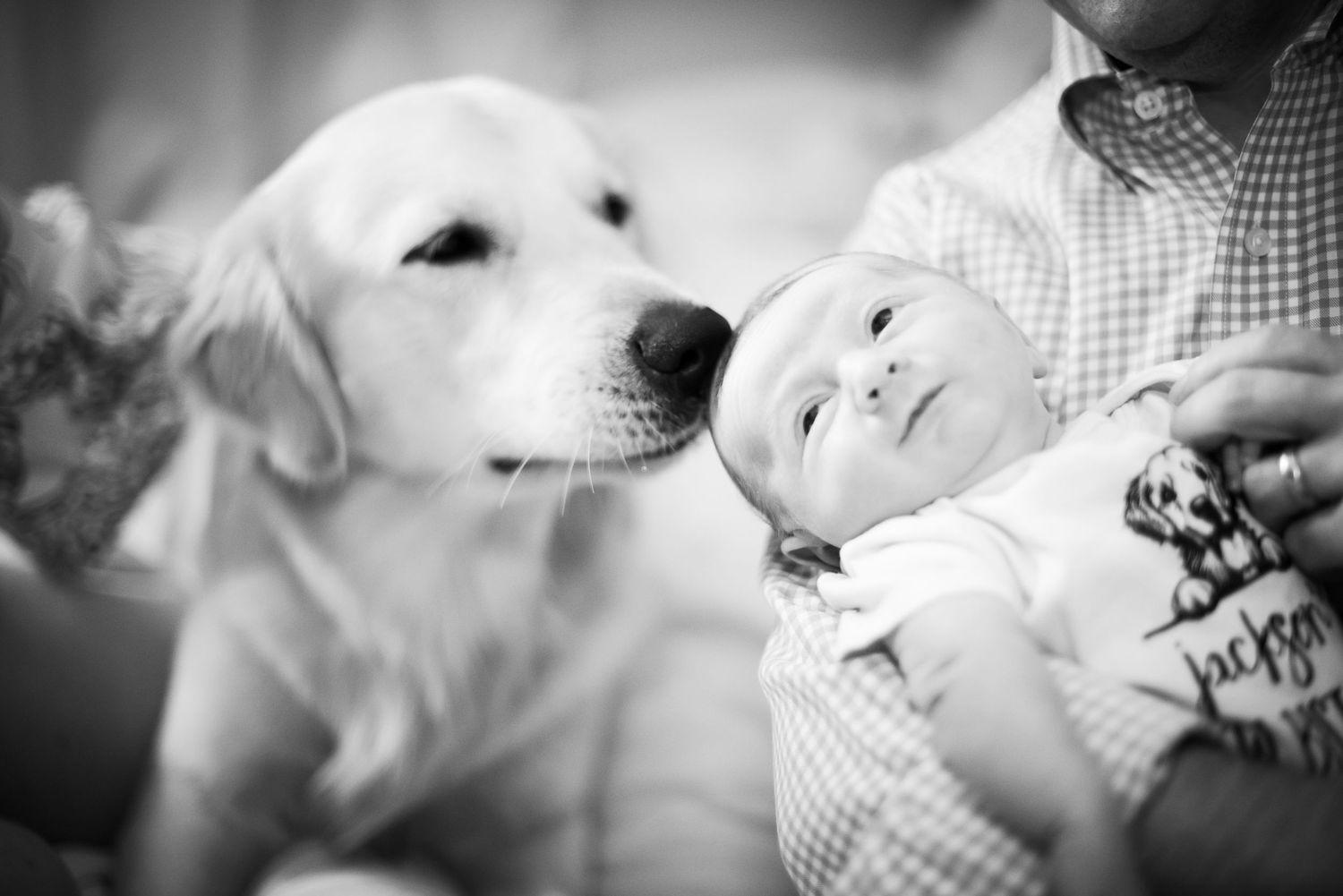 Black and white photo of a golden retriever gently nuzzling a newborn baby held by an adult.