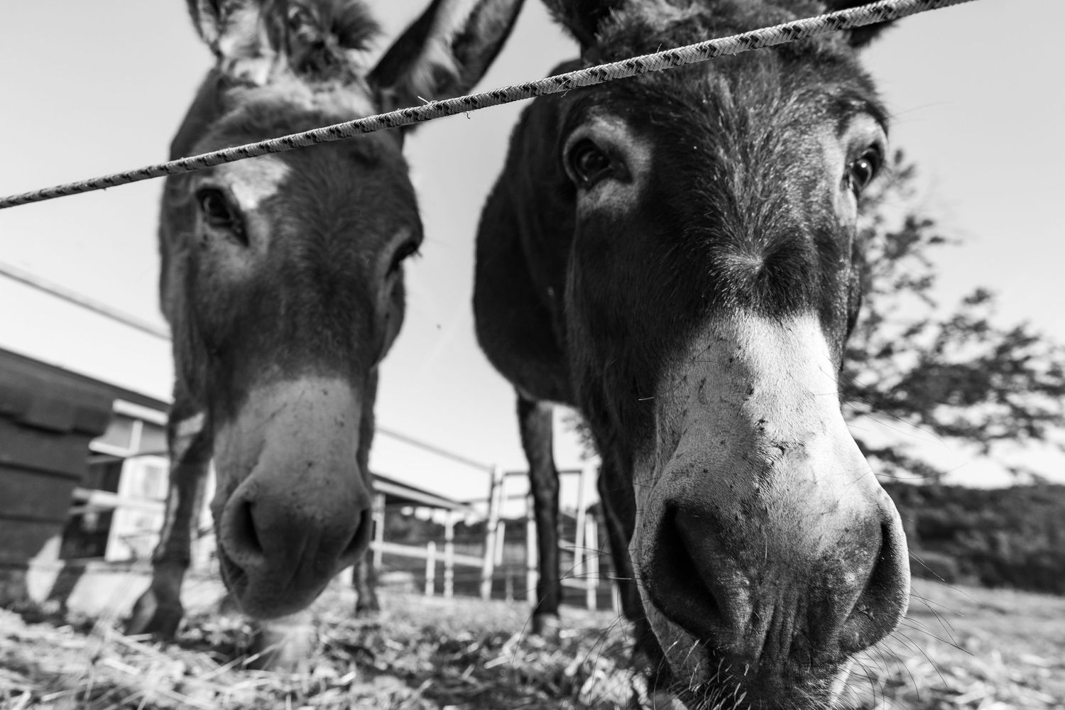 Czarno-białe zdjęcie dwóch osłów z bliska, fotografia dokumentalna