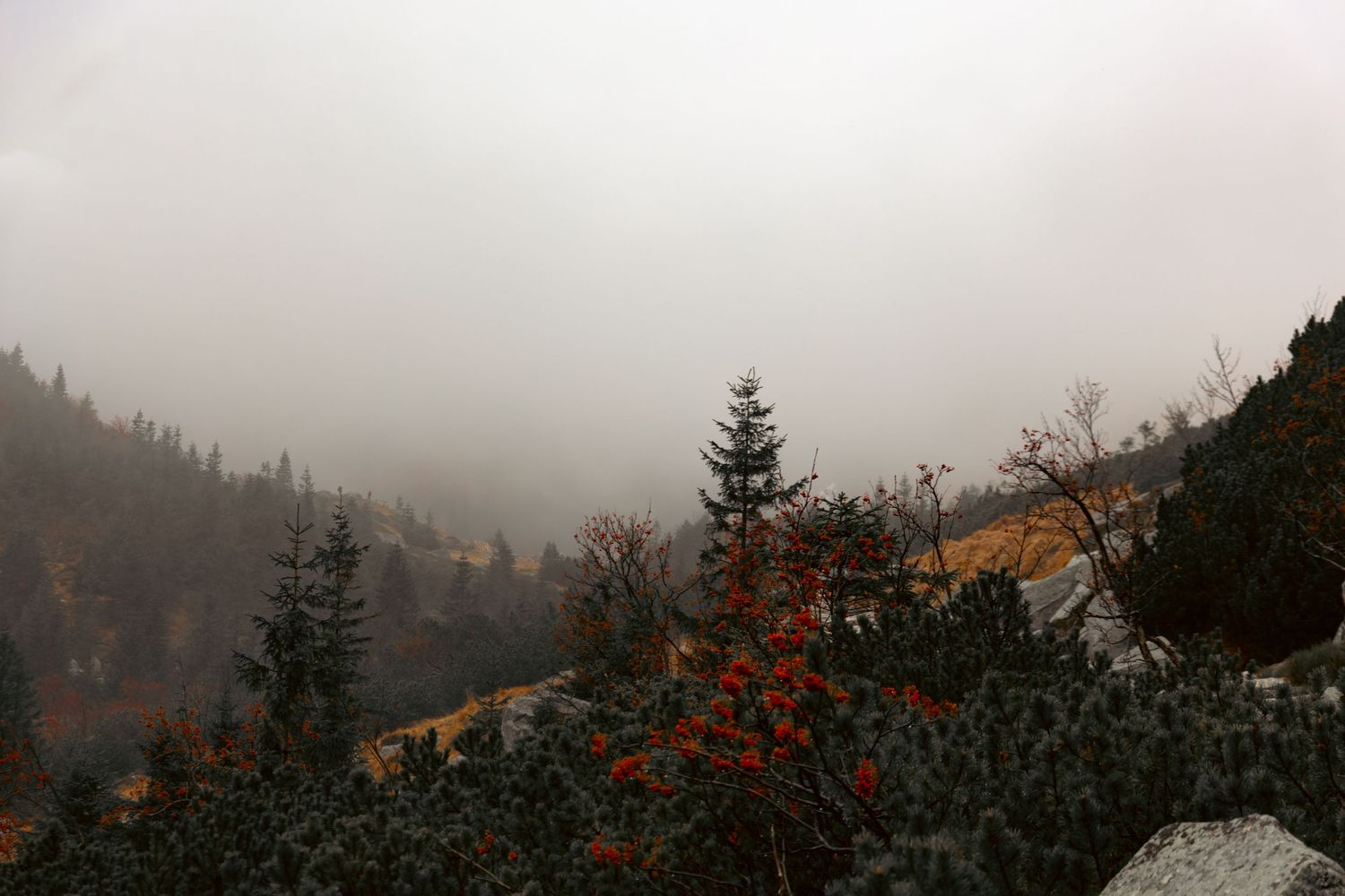 Mglisty widok na las i wzgórza, jesienny pejzaż, fotografia krajobrazowa; karkonosze