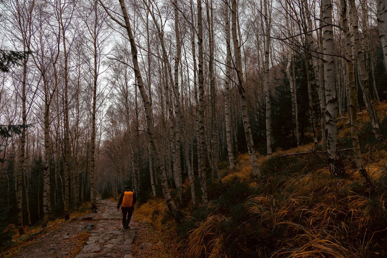 Leśna ścieżka w deszczowy dzień, fotografia natury, klimat jesieni. Karkonosze. polskie góry