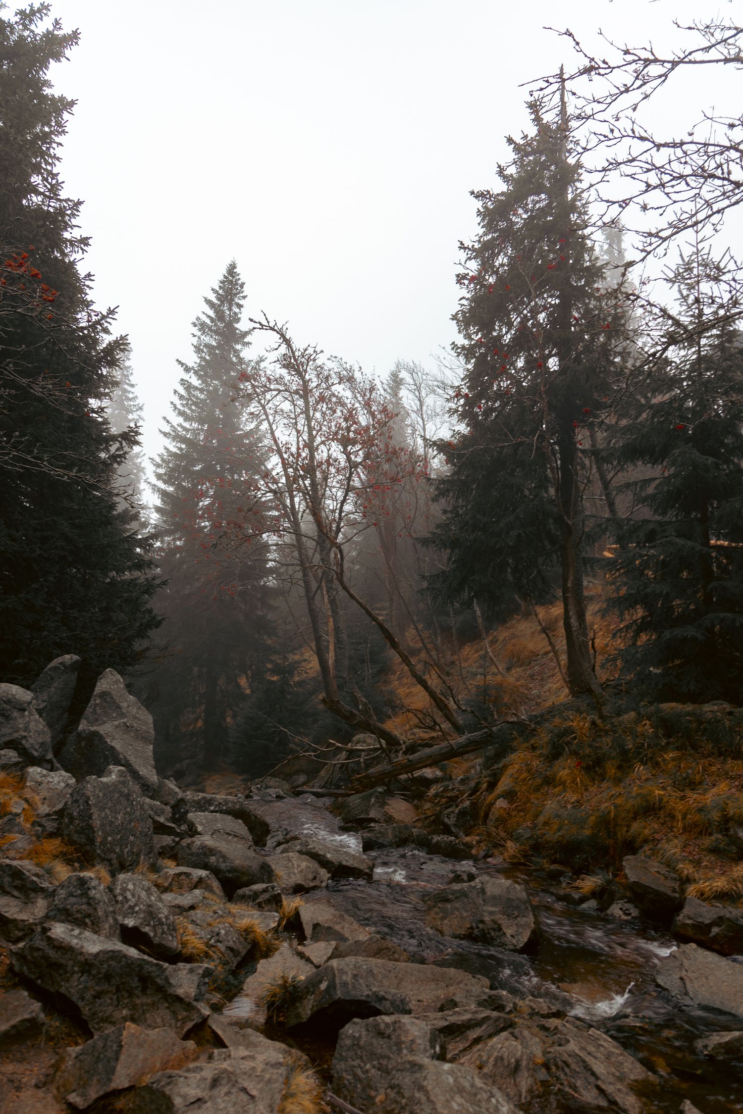Kamienisty szlak w lesie, drzewa i skały, fotografia krajobrazowa; karkonosze