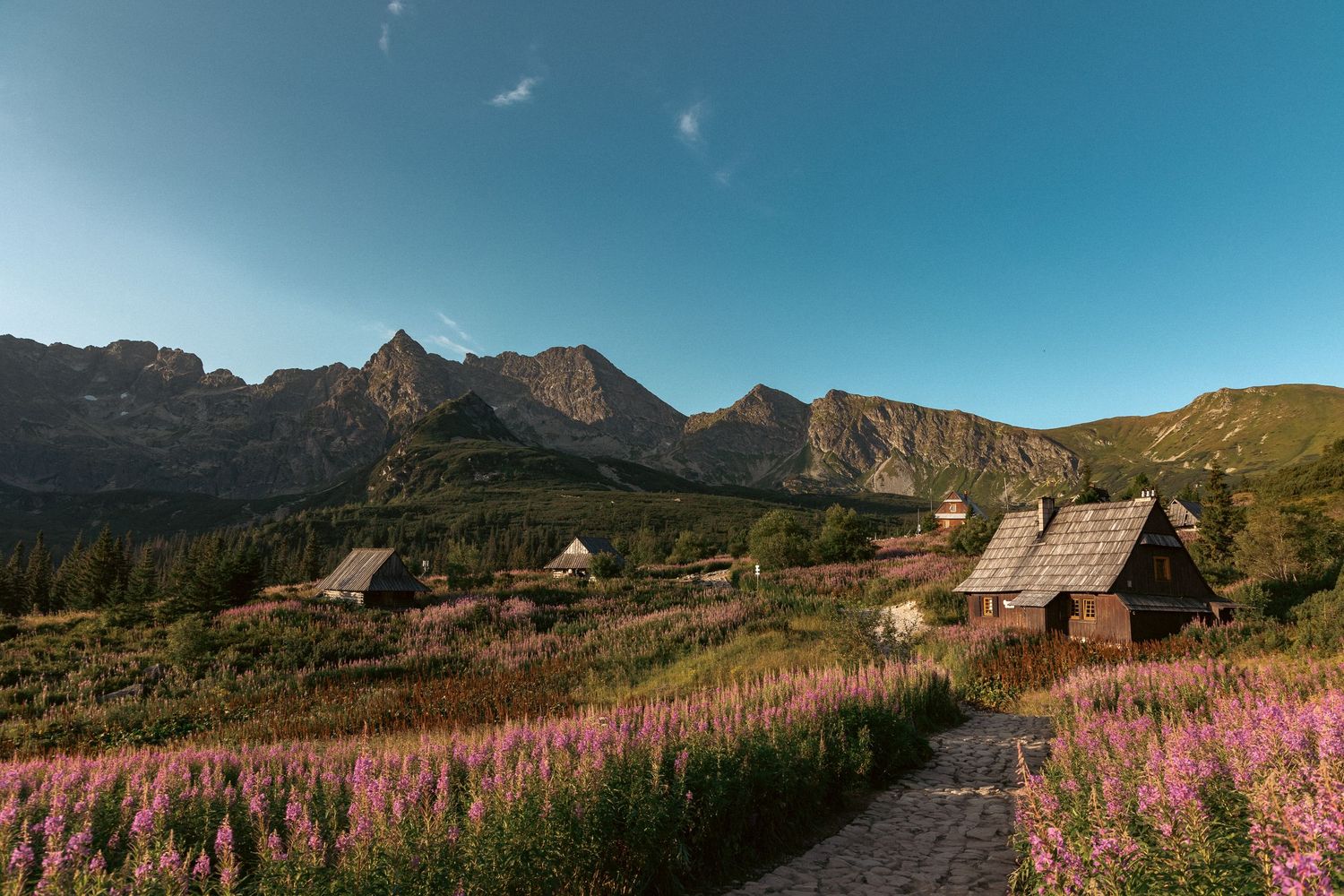 Tatry o złotej godzinie, górskie schronisko i kwitnąca łąka na pierwszym planie; dolina gąsienicowa